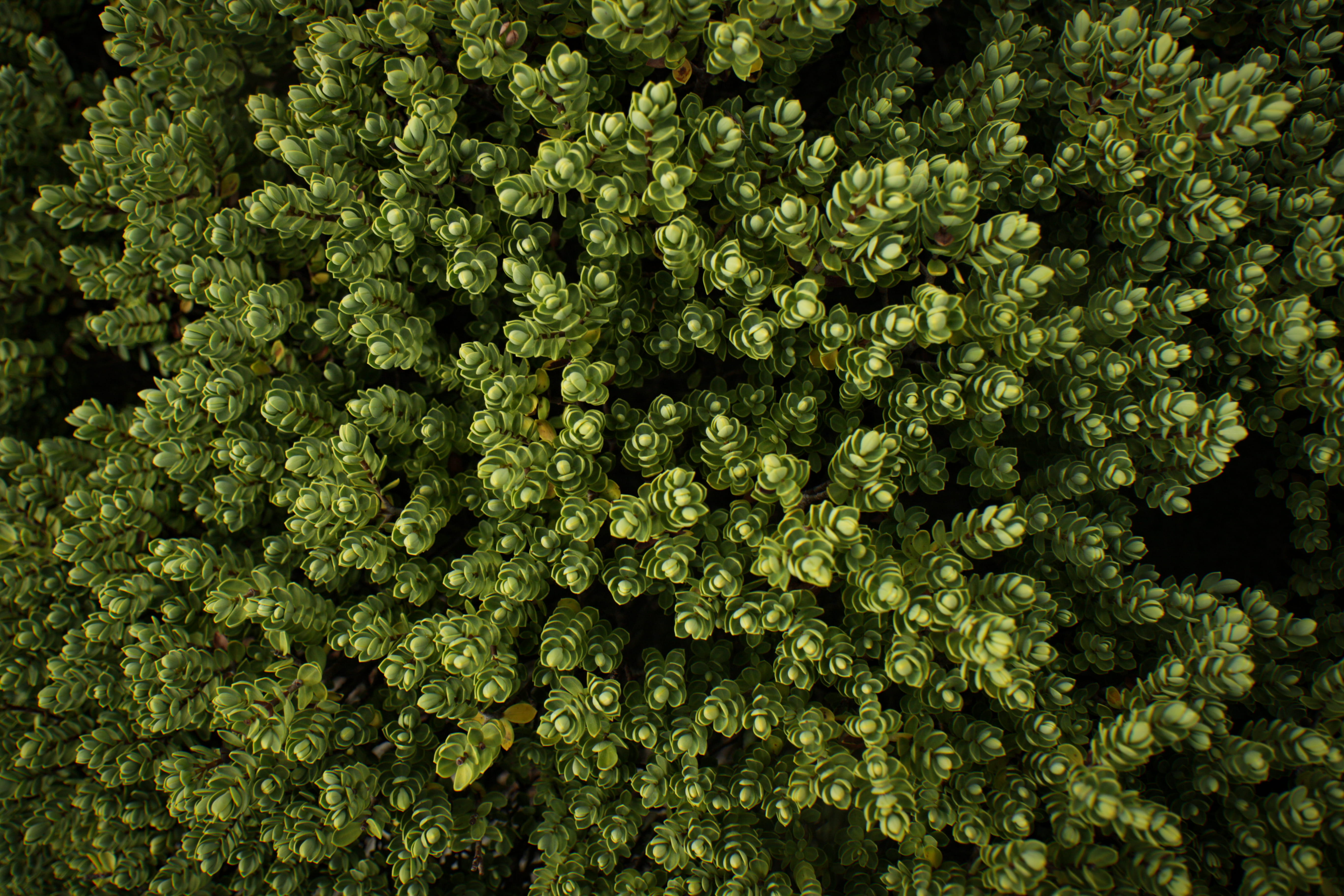 fern, bush, freshness, astragalus, plant, ornament, day, 5K, apiaceae, leaf, trees, herb, wellbeing, moss, food and drink, photography, fractal, conifer, HD Wallpaper