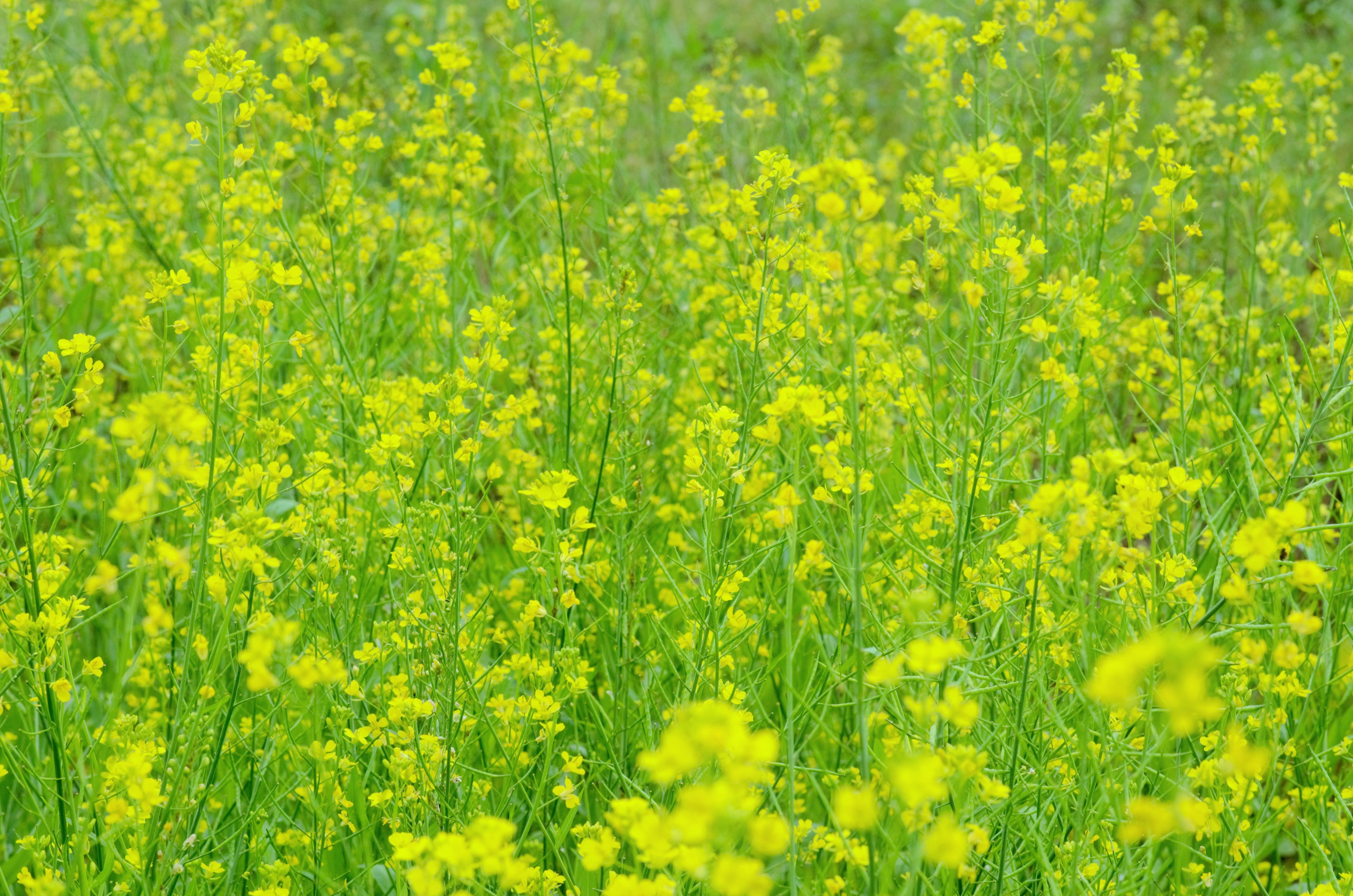 freshness, field, flower, flowering plant, growth, yellow, landscape, farm, land, fragility, full frame, 4K, agriculture, vulnerability, no people, oilseed rape, HD Wallpaper