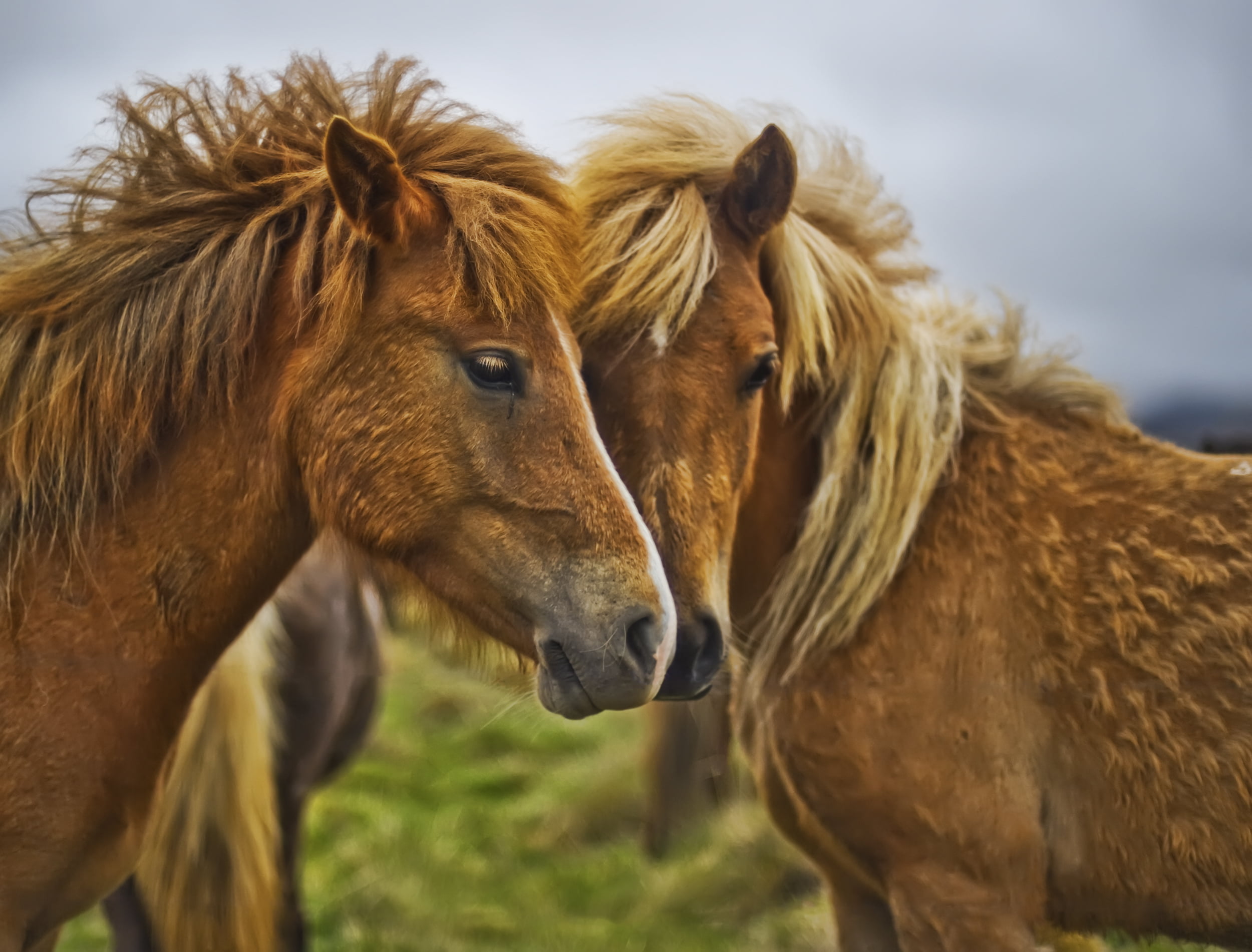 field, herbivorous, livestock, white, meadow, horse, mammal, nature, rural Scene, pony, animals In The Wild, no People, domestic Animals, vertebrate, beauty In Nature, HD Wallpaper