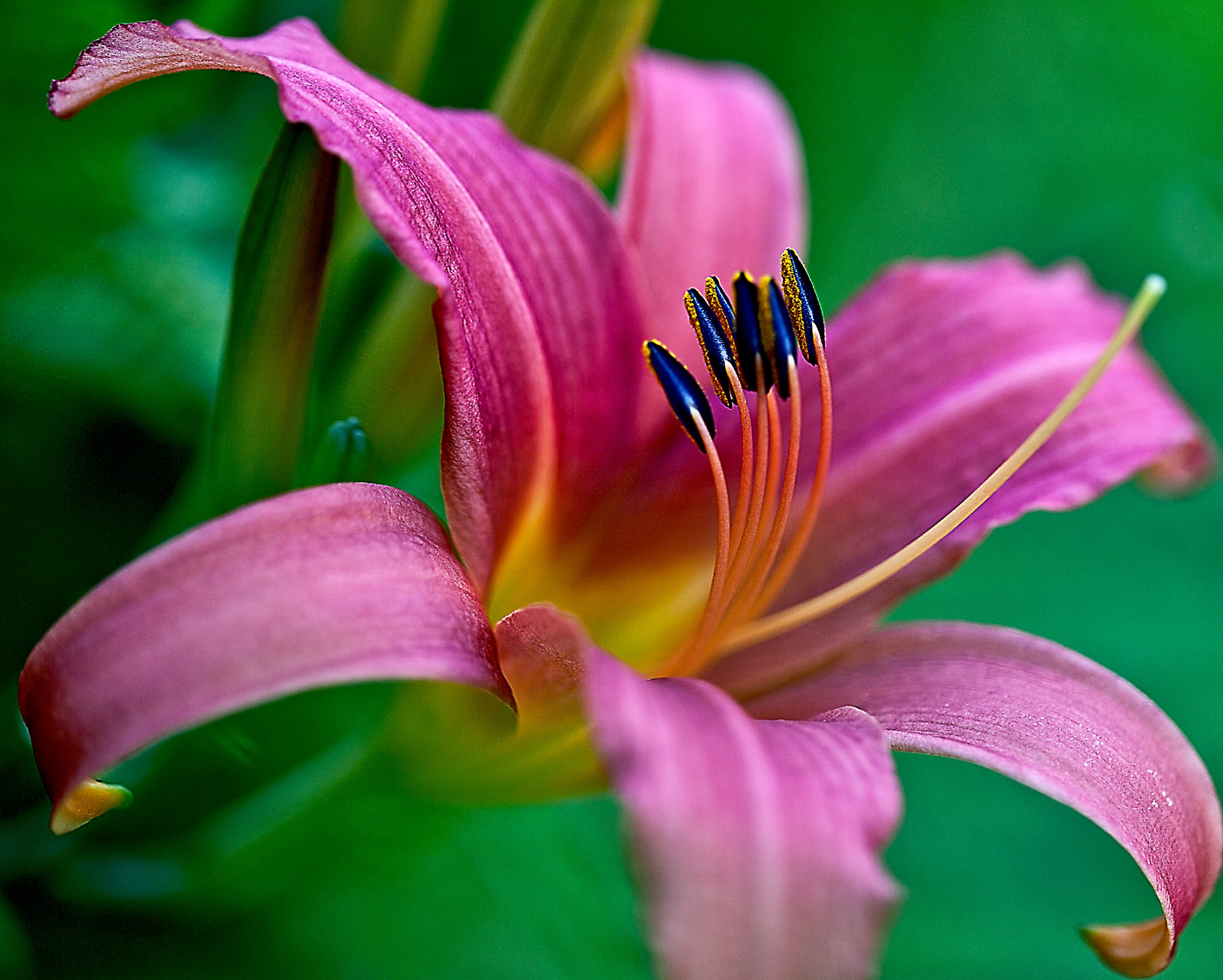 flora, springtime, petal, blooming, mood, stamens, beauty in nature, inflorescence, freshness, vulnerability, stamen, growth, no people, petals, close-up, HD Wallpaper
