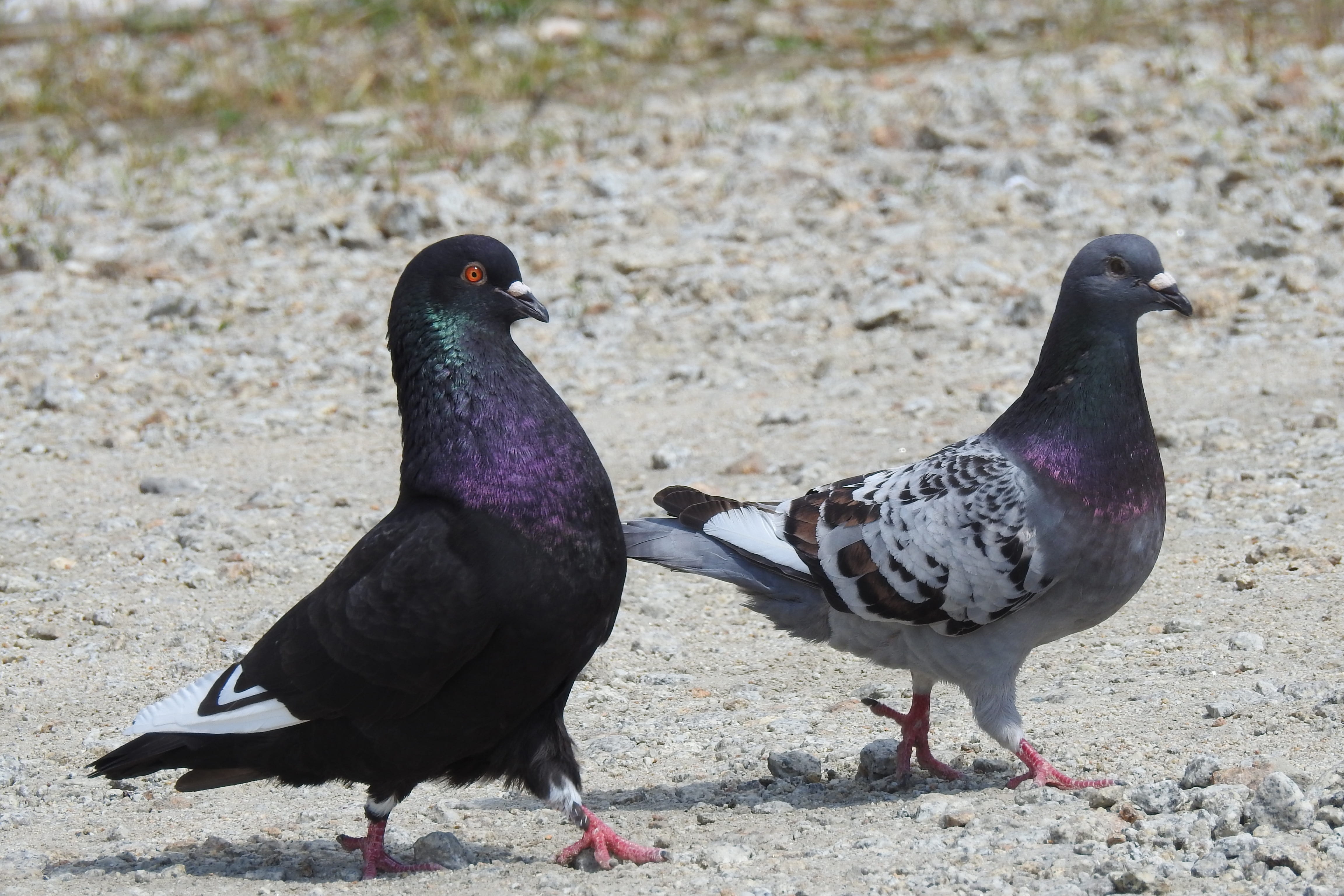 pigeon, day, vertebrate, no people, meeting, animal wildlife, black, field, togetherness, animals in the wild, outdoors, a couple of pigeons, summer, zoology, HD Wallpaper