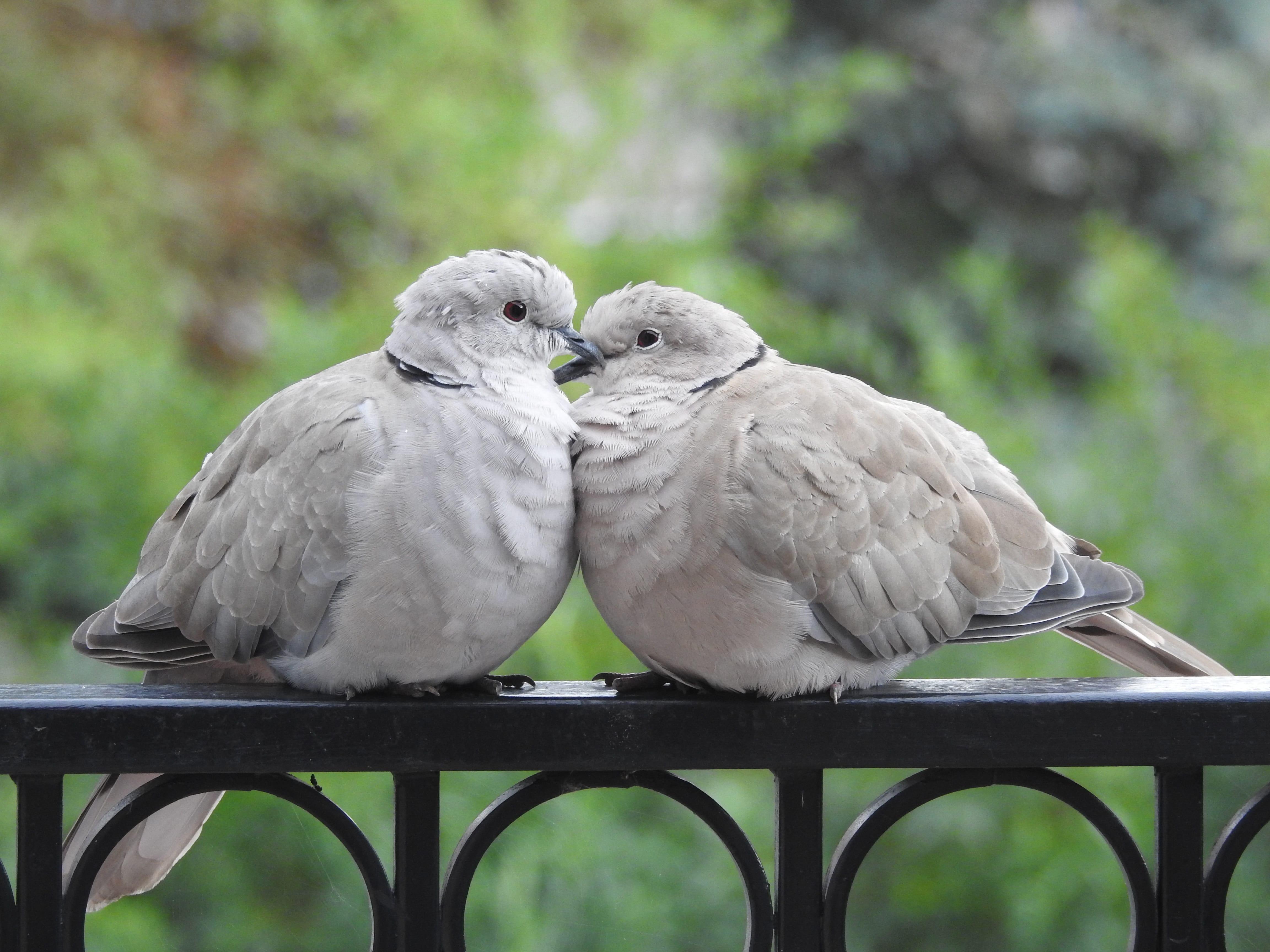 cockatoo, animal wildlife, beak, rail, railing, summer, nature, para, animal, outdoors, animal themes, day, gray, vertebrate, birds, two animals, focus on foreground, HD Wallpaper