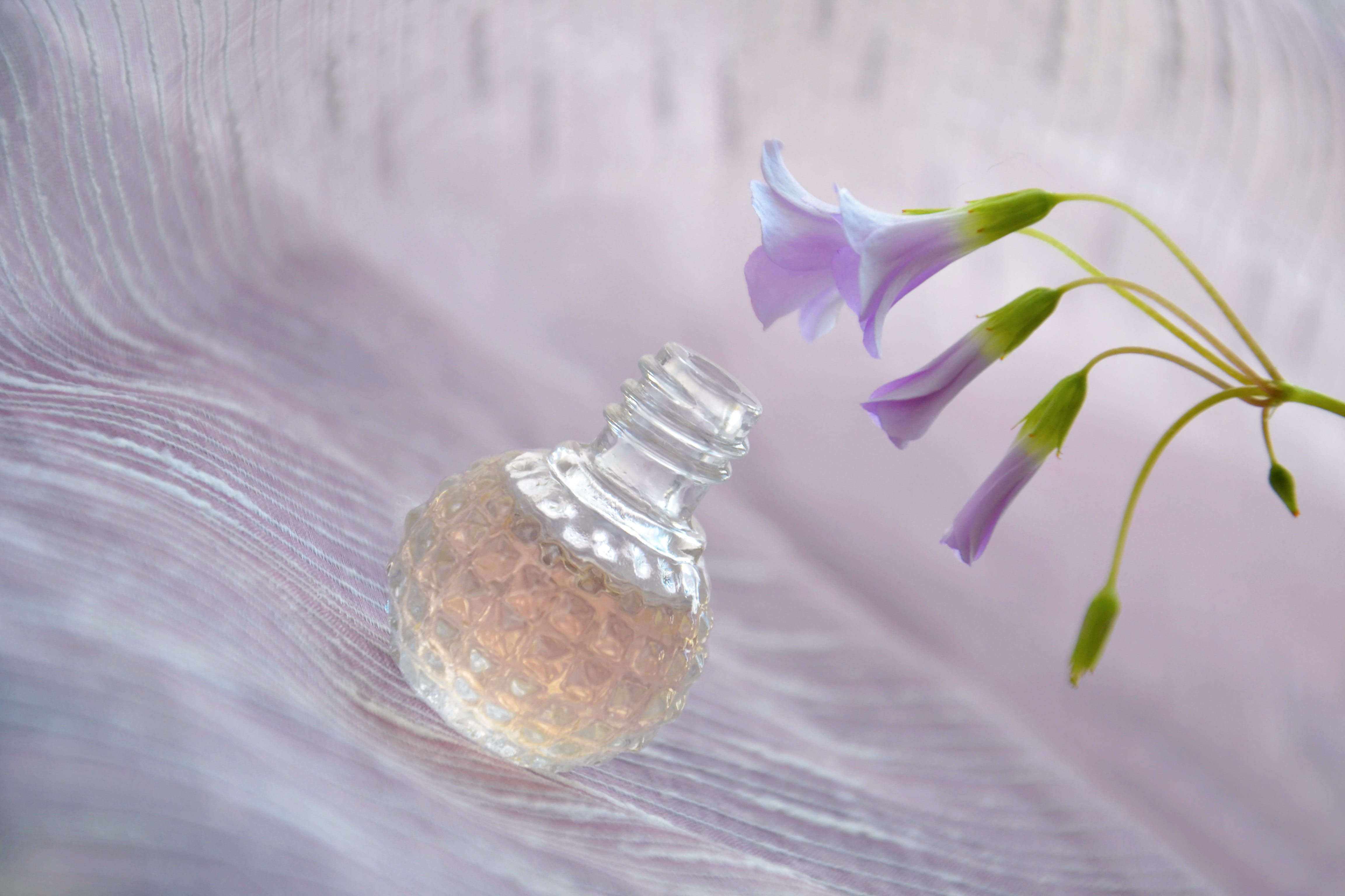 perfume, close-up, container, freshness, indoors, flower, plant, odor, 4K, aromatherapy, bottle, glass, liquid, transparent, nature, petals, no people, HD Wallpaper
