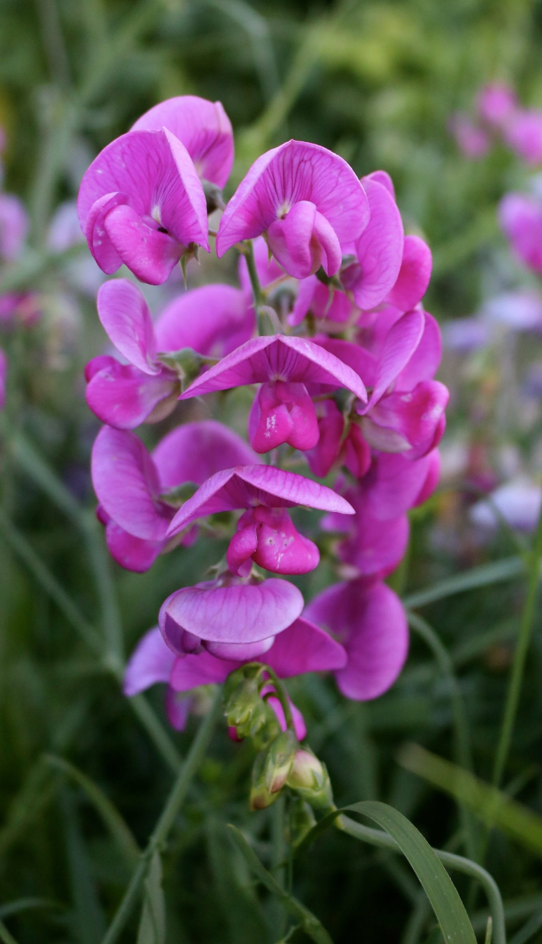 pink, sweetpea, climbing plant, flora, flower head, natural, day, blossom, freshness, nature, spring, botanical, beauty in nature, focus on foreground, Phone HD Wallpaper