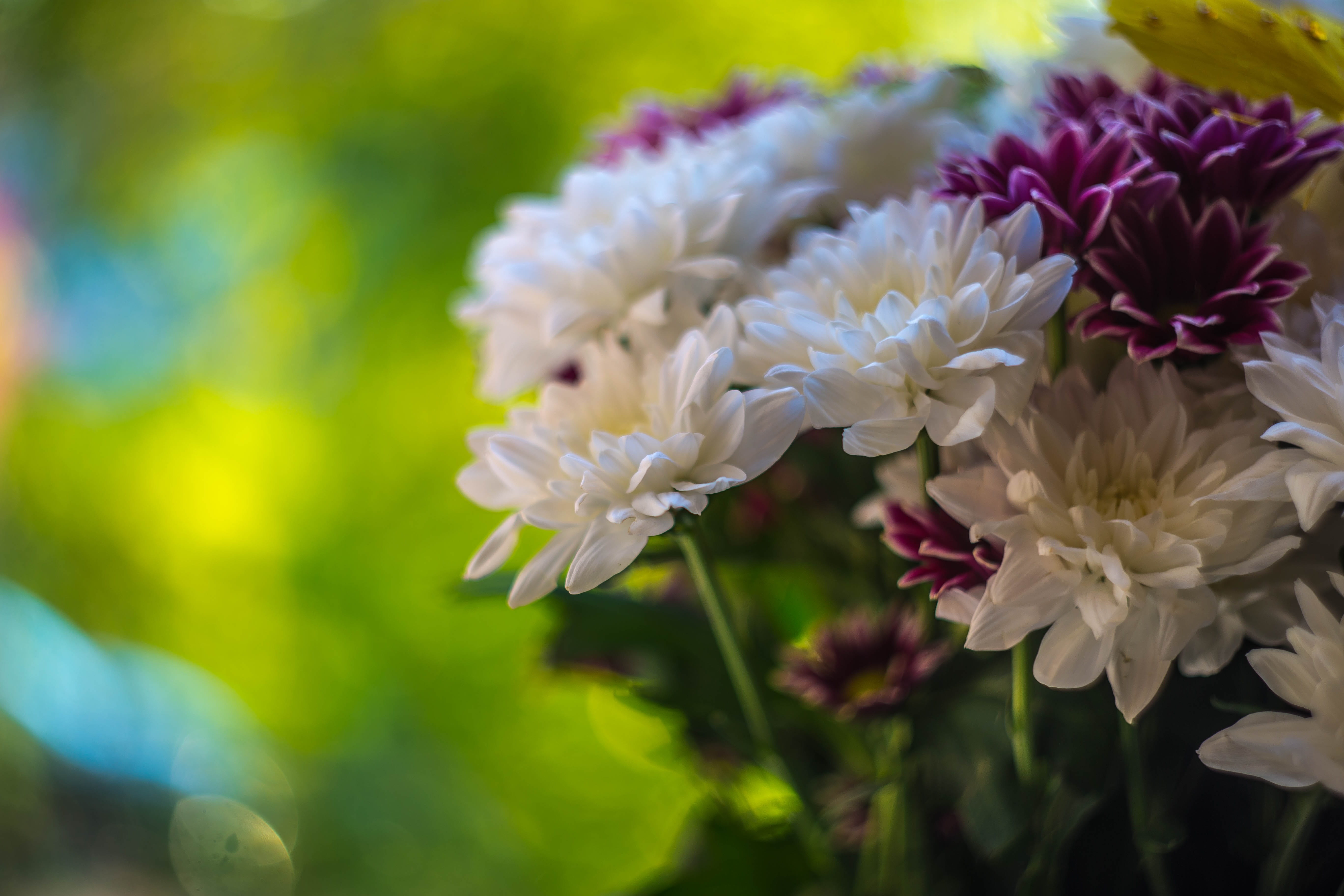 closeup, beauty, odor, summer, grass, 5K, pink color, flowering plant, daisy, white color, outdoors, fragility, inflorescence, focus on foreground, flowers of the field, HD Wallpaper