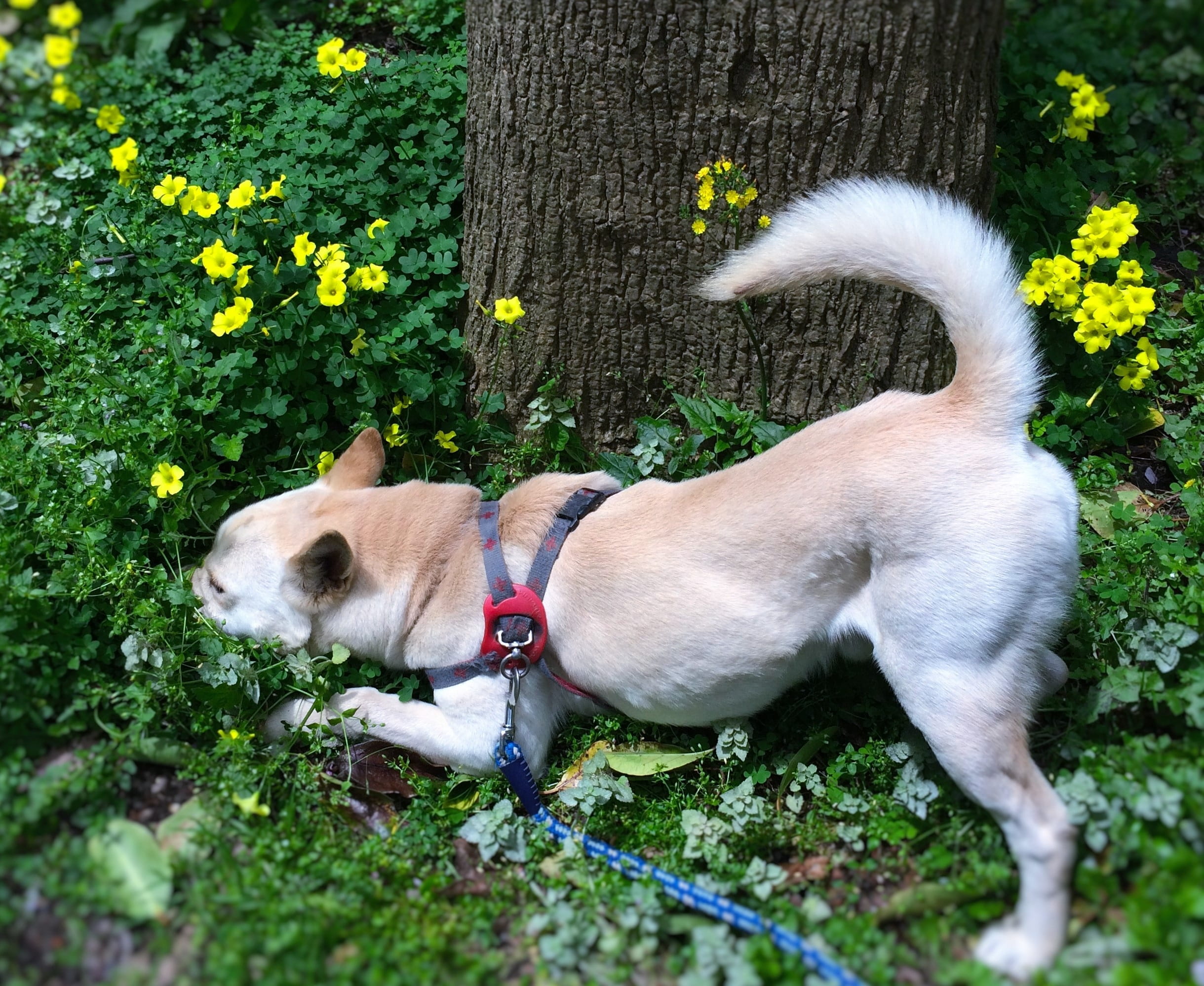 we, aroma, leash, pets, hybrid, lead, dog, mammal, nature, green, 1080P, ryukyu, strong, ishigaki, pet collar, field flowers, white, public health center, HD Wallpaper