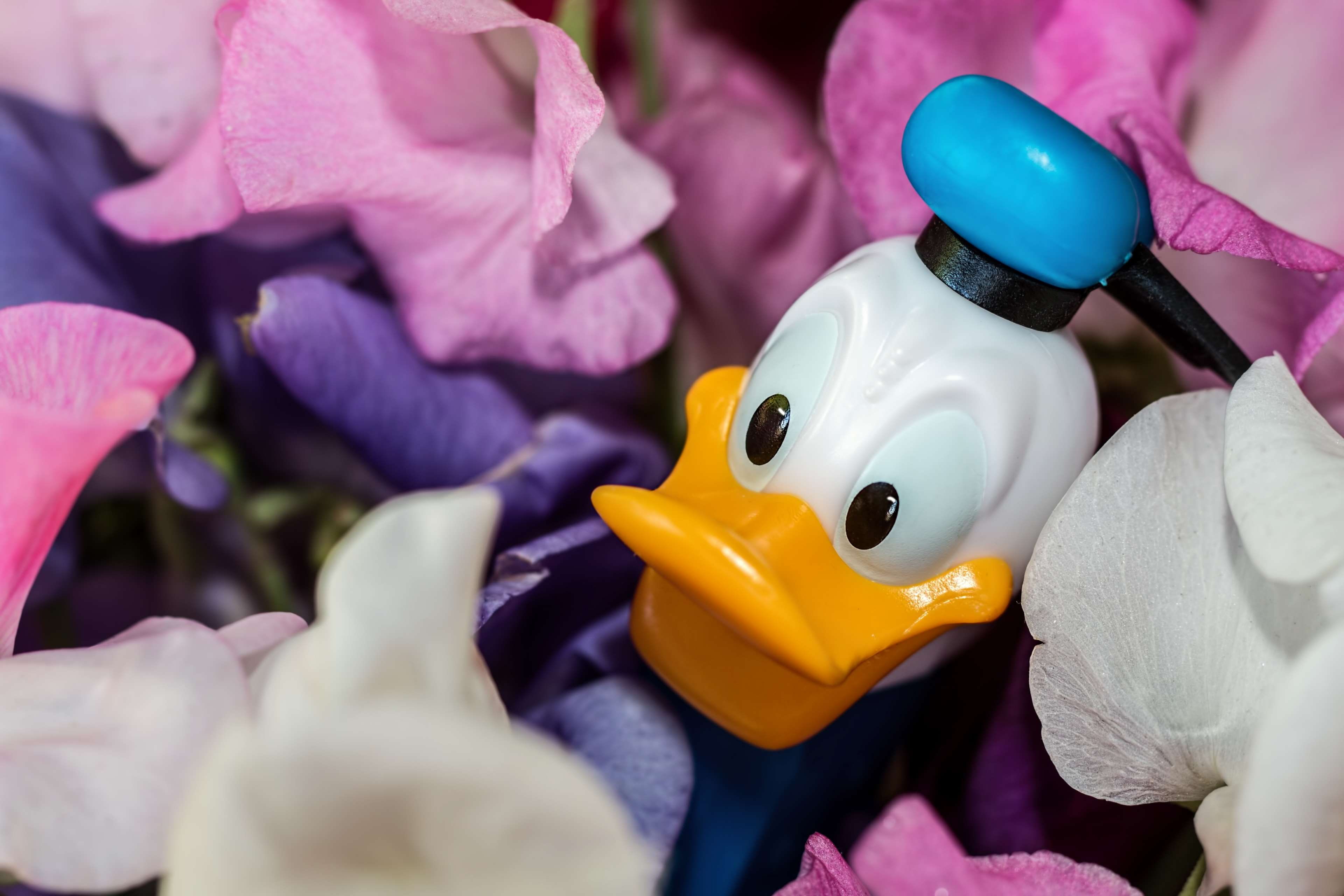 rubber duck, animal representation, cheerful, selective focus, donald duck, store, flowers, art and craft, multi colored, toy, no people, close-up, representation, HD Wallpaper