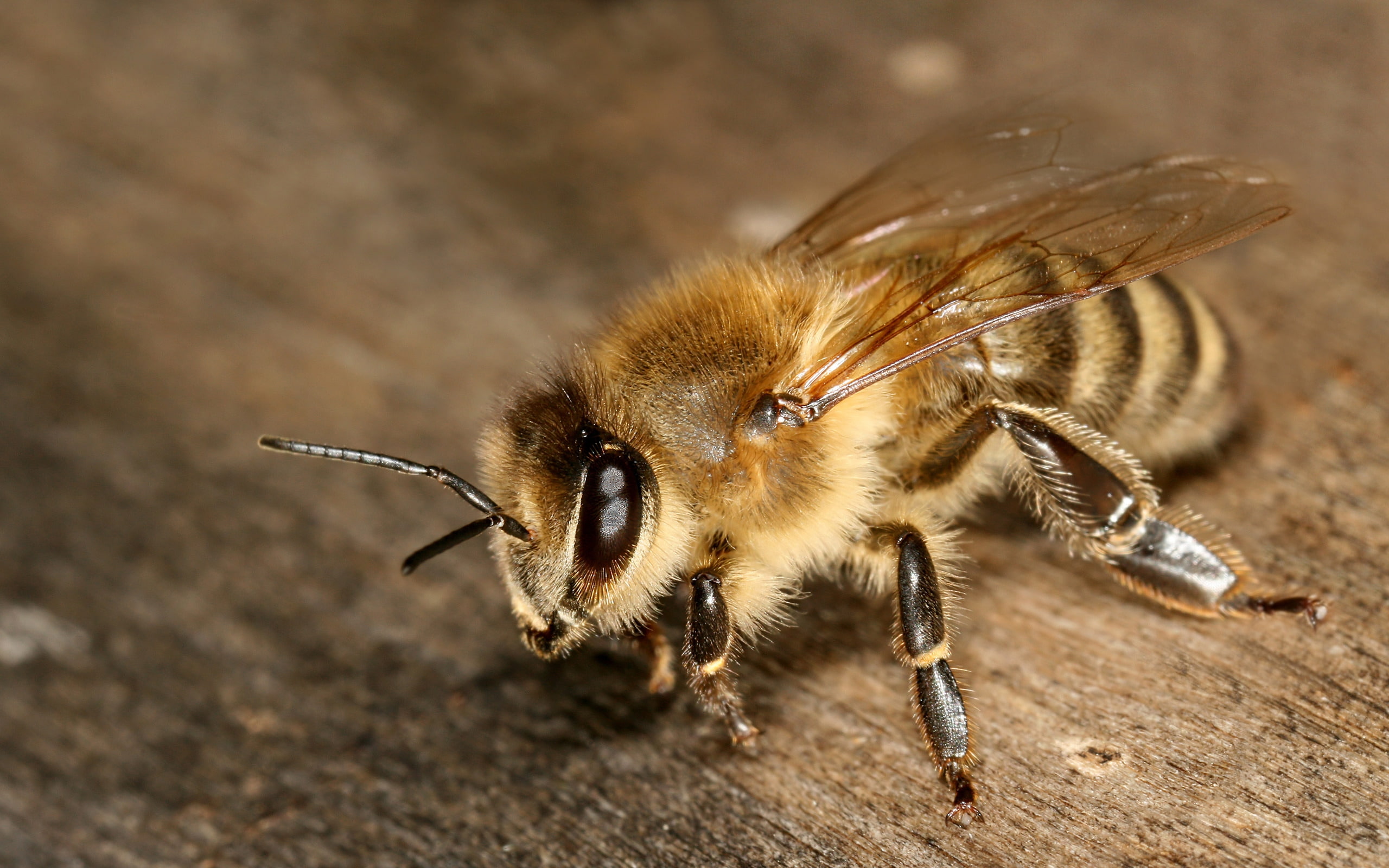 carnica, bee, 2K, mellifera, apis, HD Wallpaper