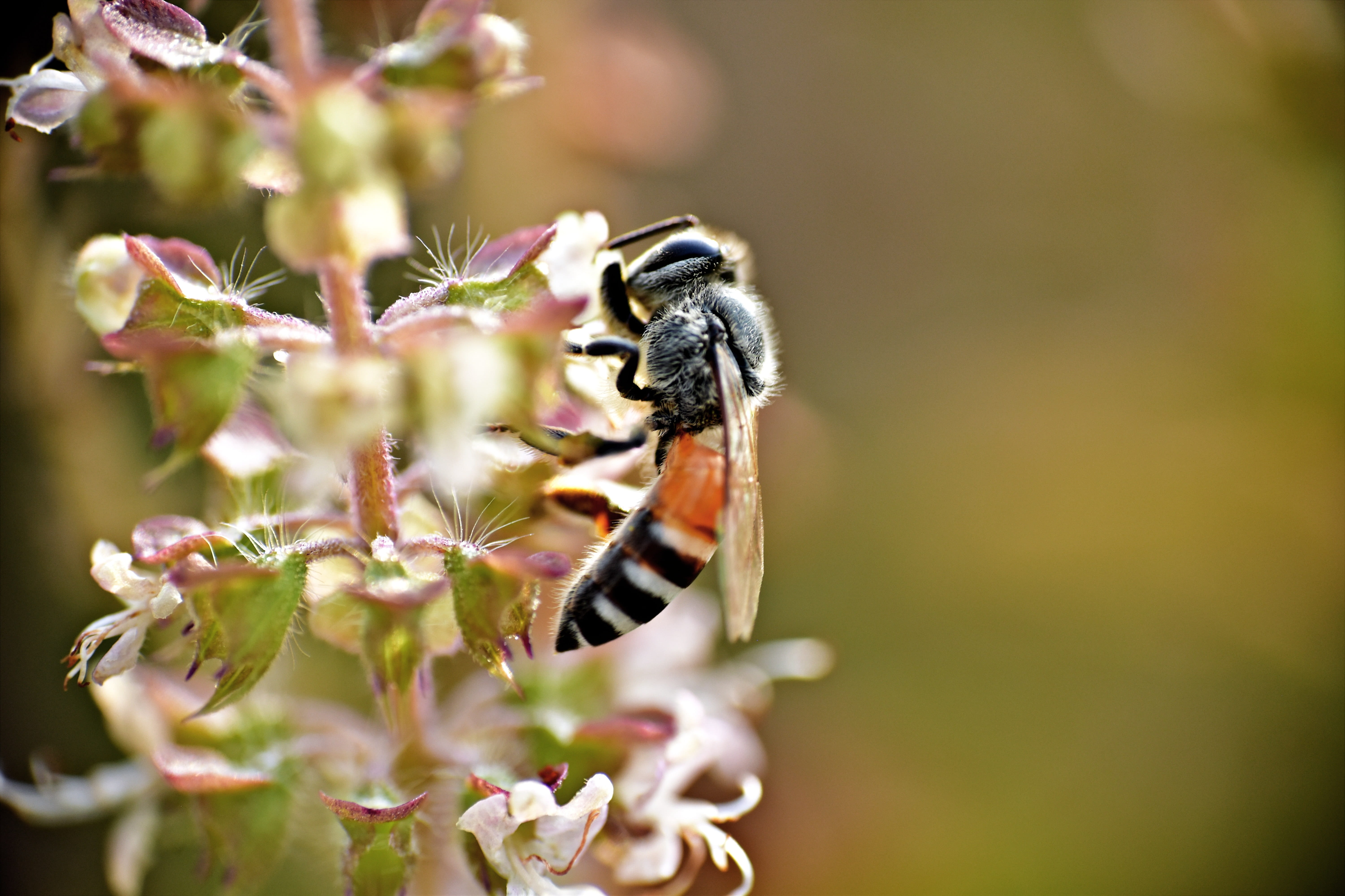 macro, flower head, flowering plant, outdoors, honey bee, flower, bee, insect, bumblebee, focus on foreground, selective focus, close-up, beauty in nature, HD Wallpaper