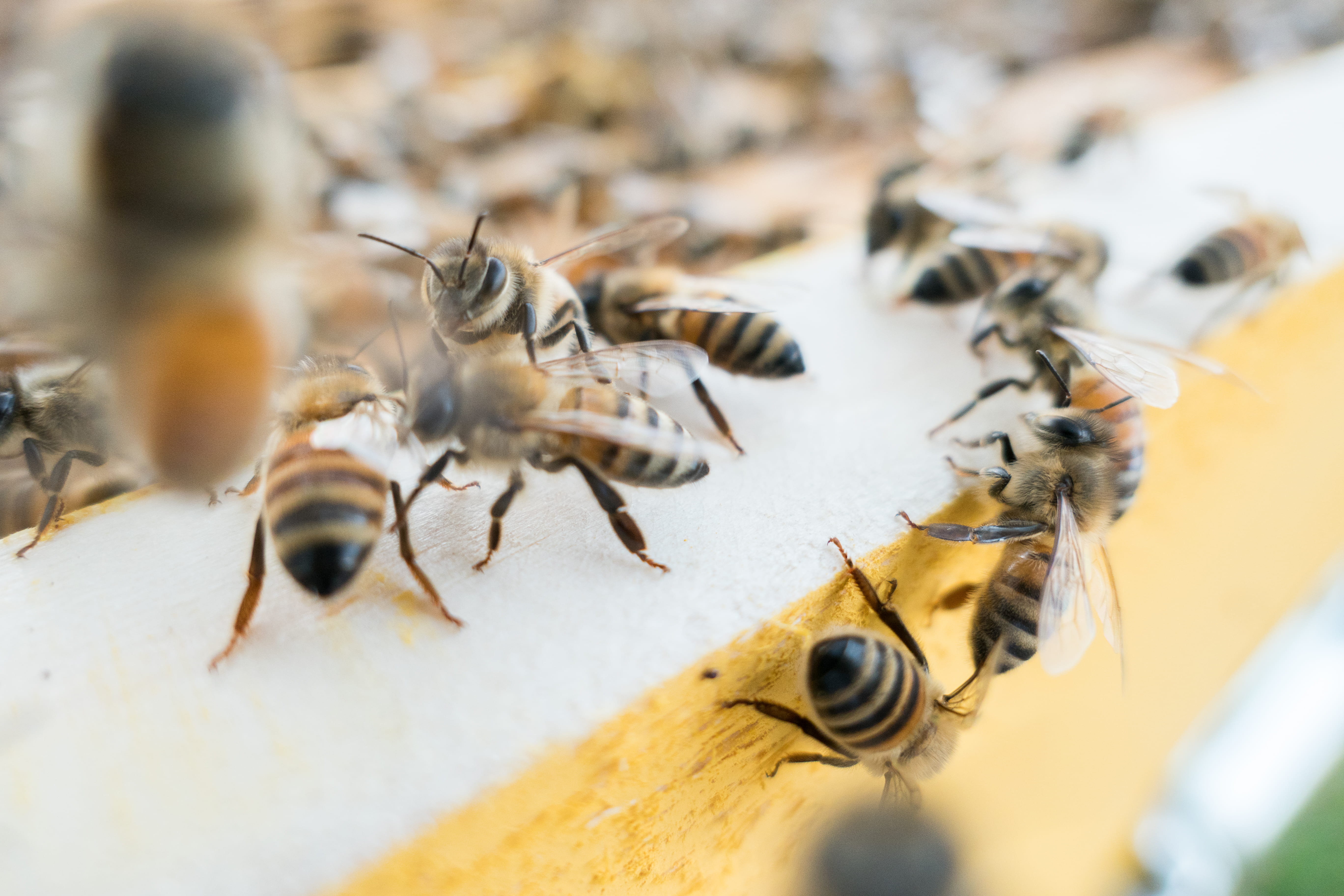 swarm, animal themes, closeup, 5K, group of animals, flying, bees, movement, honey, wings, no people, medium group of animals, colony, animal eye, outdoors, HD Wallpaper