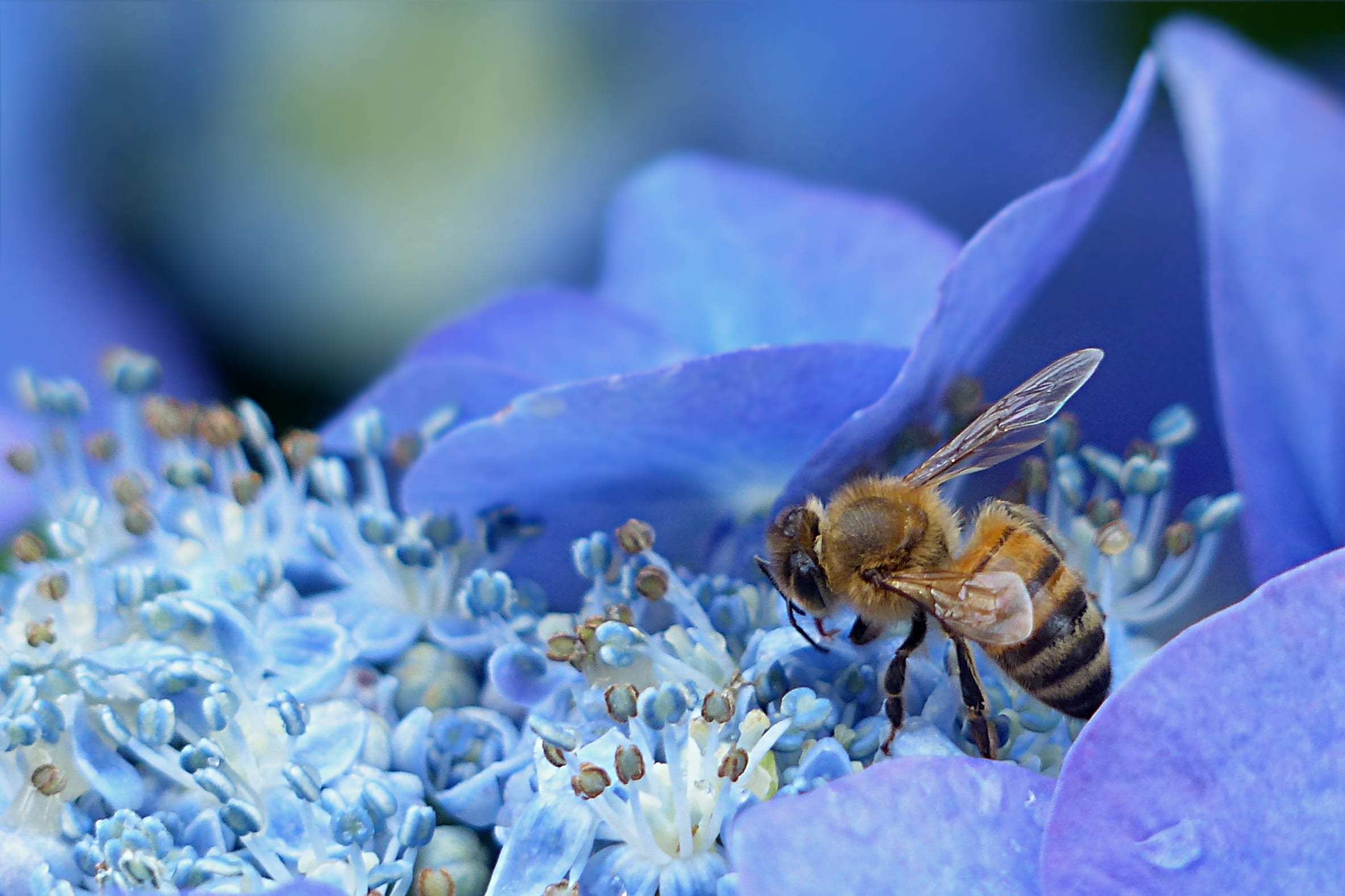 animal themes, no people, close-up, plant, animal, nature, honey bee, beauty in nature, hydrangea, bee, apis, insect, small, pollination, petal, close, HD Wallpaper
