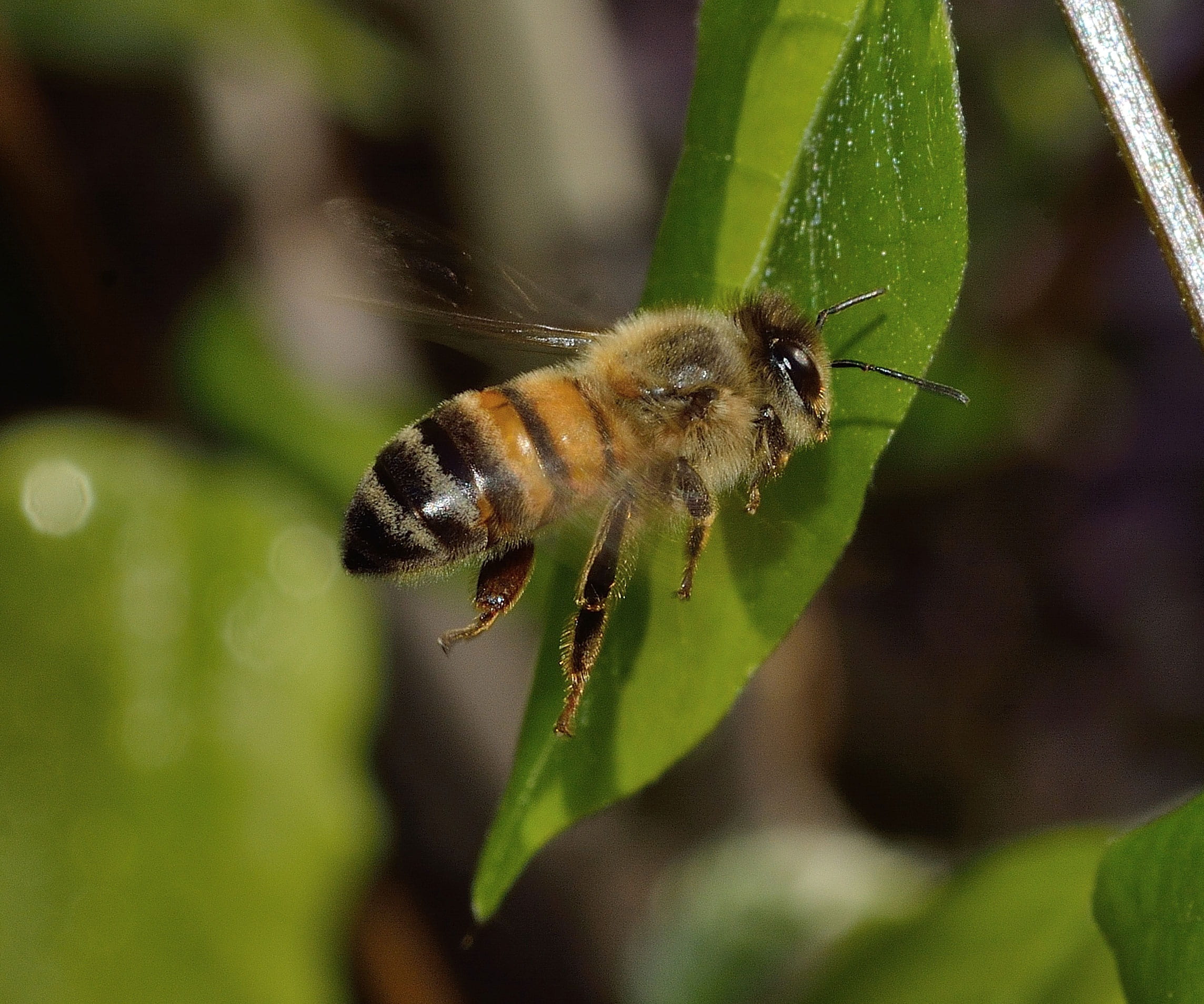 focus on foreground, 1080P, outdoors, Bee, animal themes, insect, close-up, mellifera, growth, Insects, animal wing, Apis, flight, green color, plant, HD Wallpaper