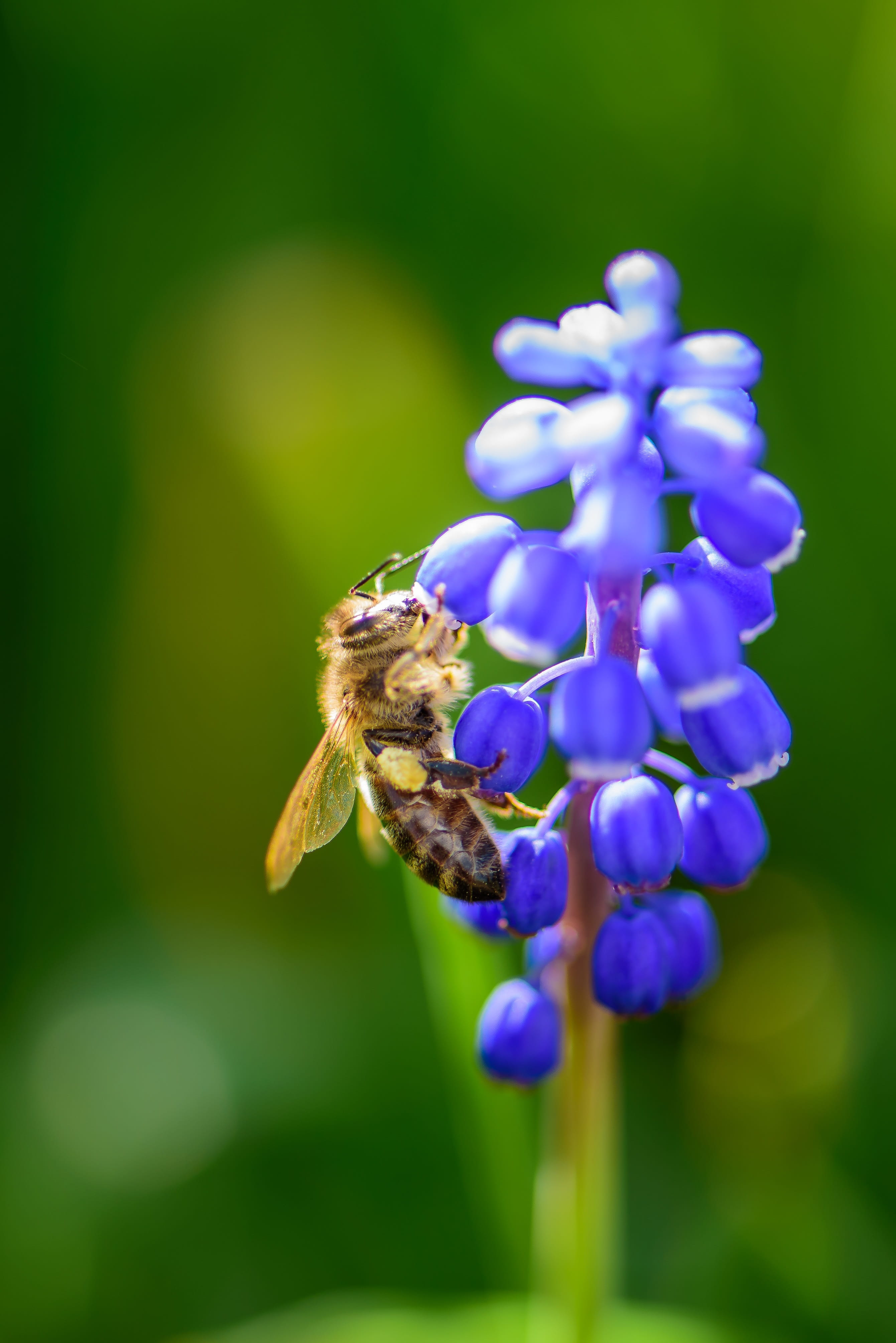pollination, beauty in nature, Insect, pollen, yellow, nature, plant, flower, focus on foreground, close, animal, fragility, apis mellifera, Purple, animals in the wild, Phone HD Wallpaper