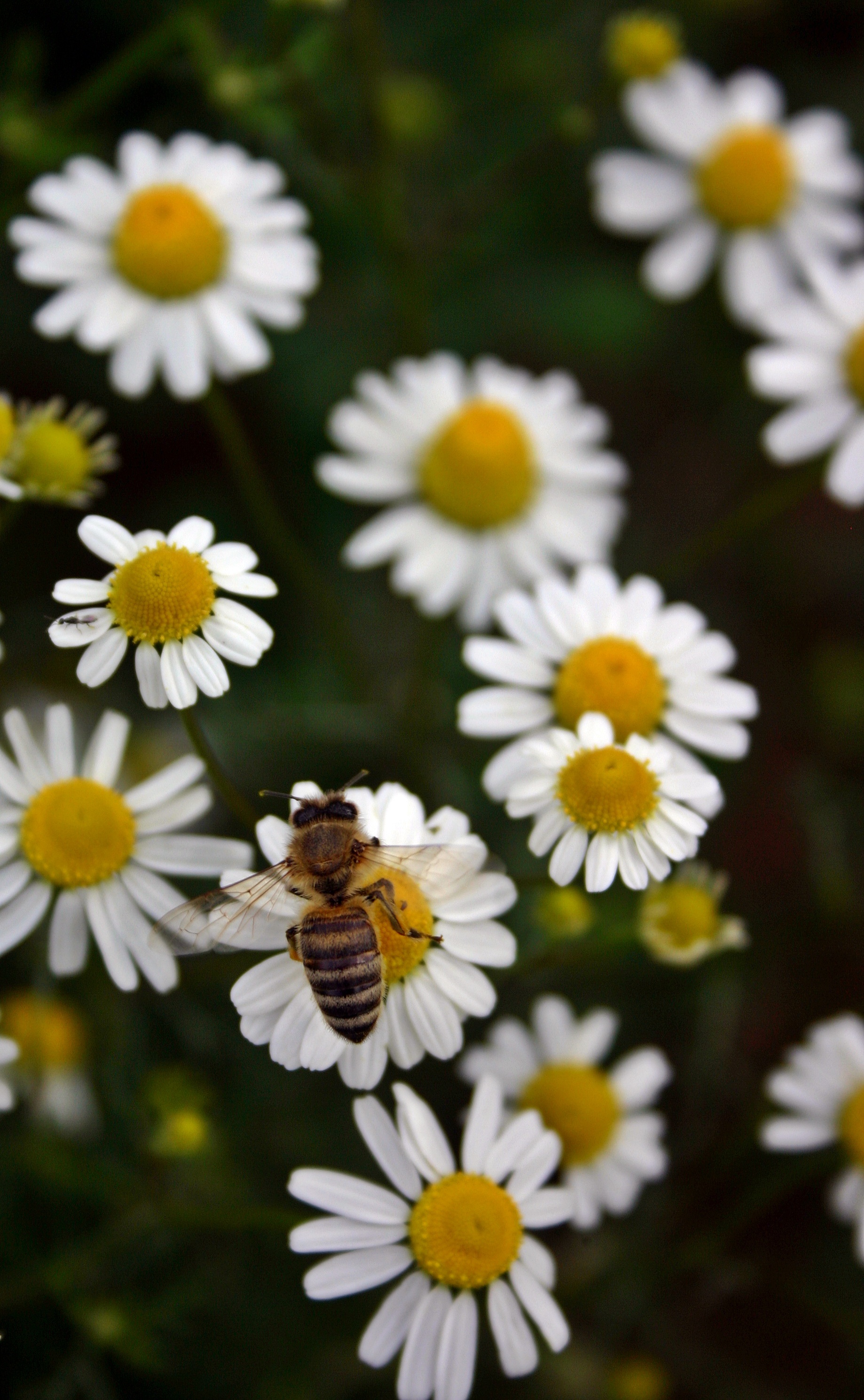 honey bee, fragility, wild flower, bloom, butterfly - insect, daisy, apis mellifera, close-up, blossom, freshness, pollination, vulnerability, nectar, 2K, Phone HD Wallpaper