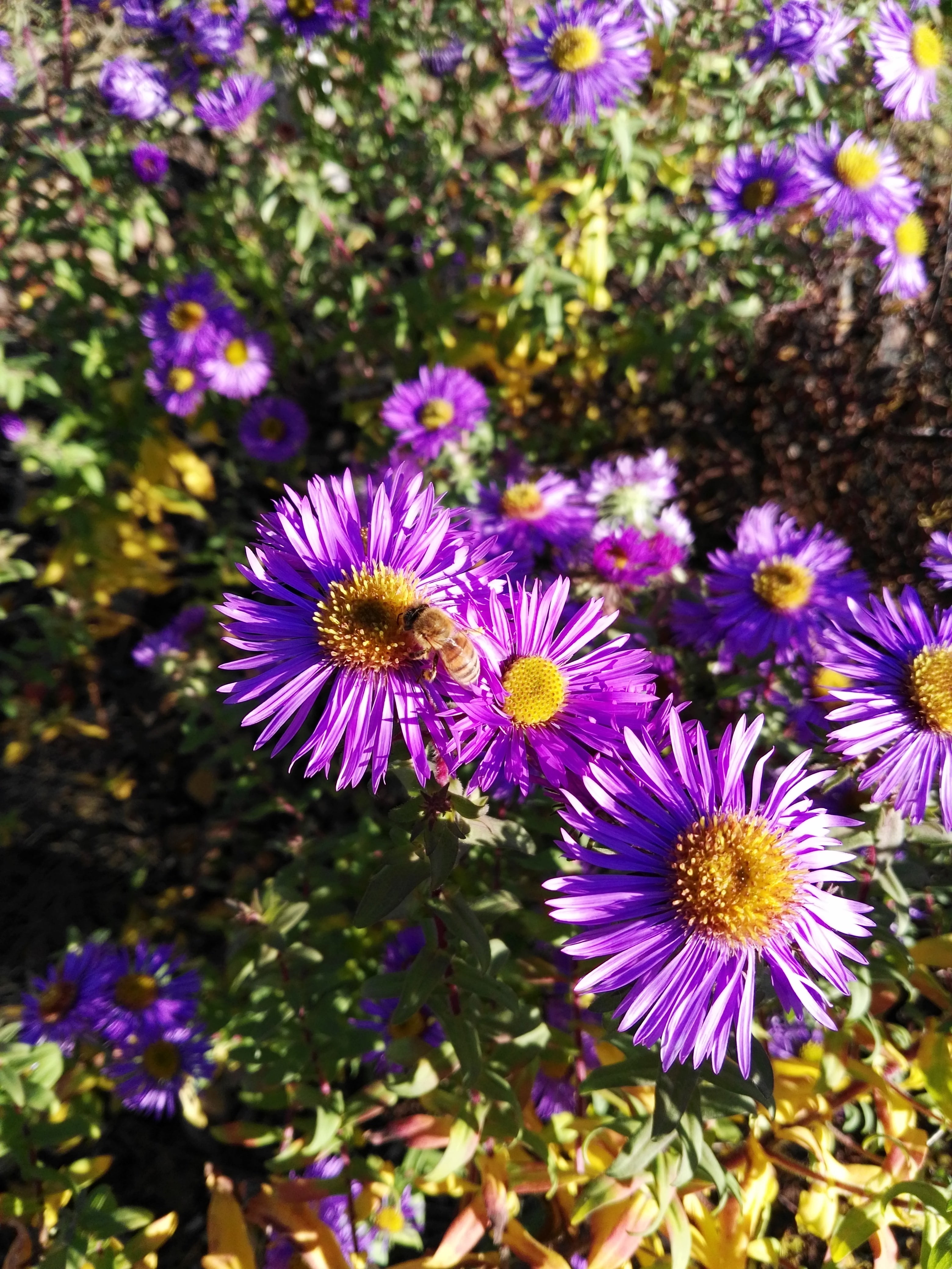 herbstastern, bloom, autumn, 4K, high angle view, growth, honey bee, freshness, focus on foreground, flower head, blossom, sprinkle, flowering plant, pollen, Phone HD Wallpaper