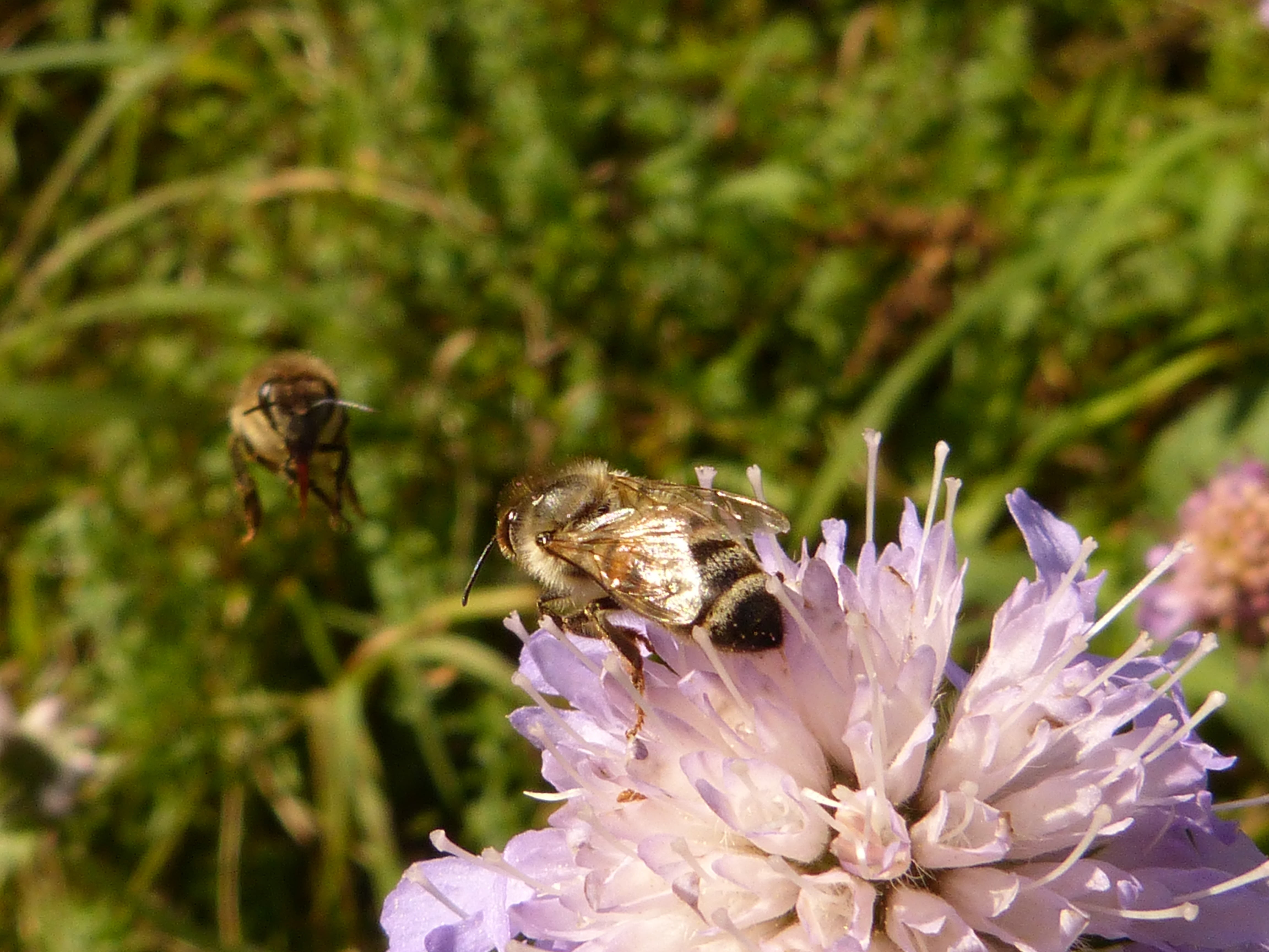 flower head, flowering plant, plant, hymenoptera, invertebrate, pollen, animal themes, vulnerability, nectar, 4K, insect, animals in the wild, close-up, HD Wallpaper