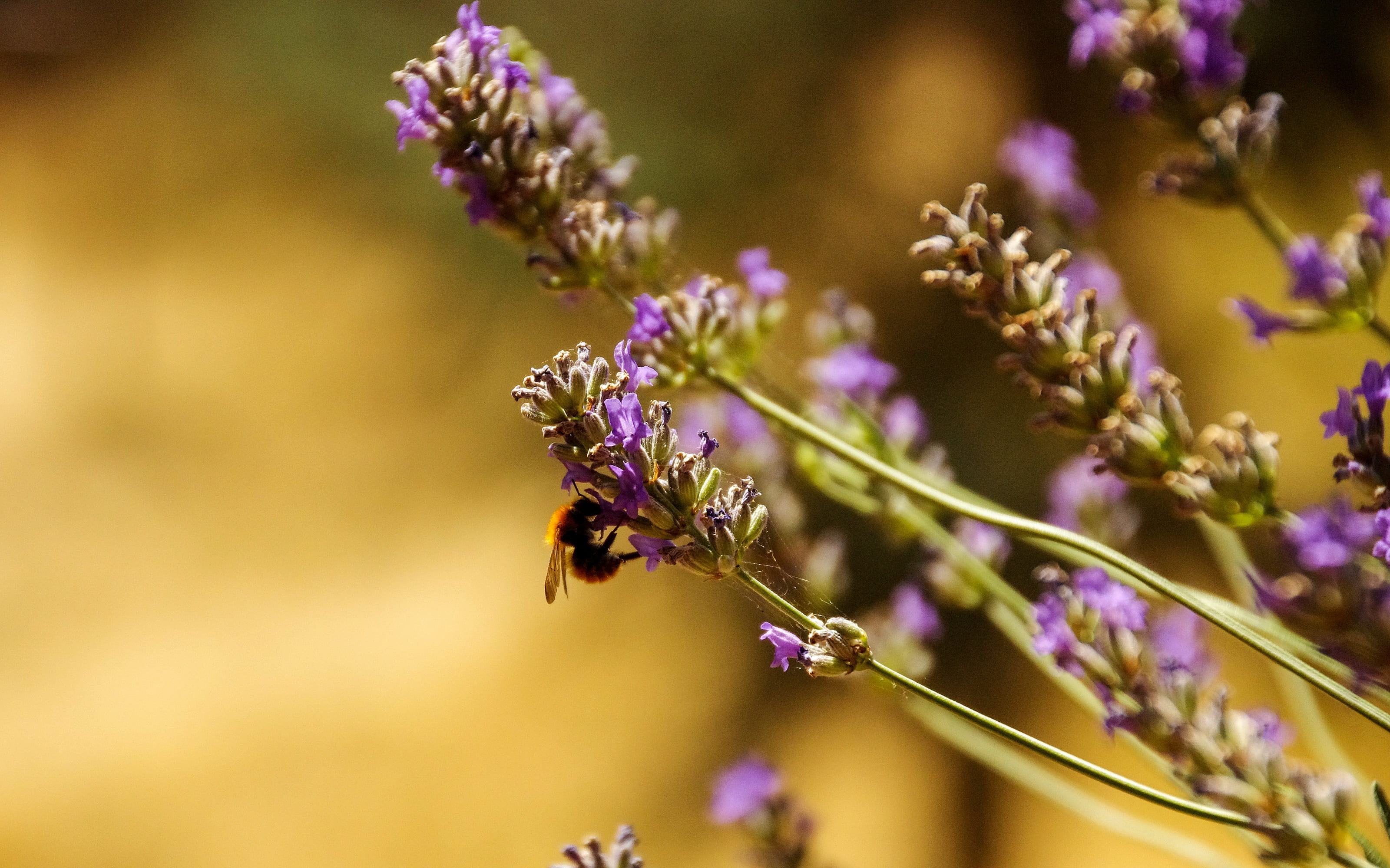 natural condition, fragility, invertebrate, animals in the wild, insects, bee, freshness, plant, insect, flower, flowering plant, pollination, no people, HD Wallpaper