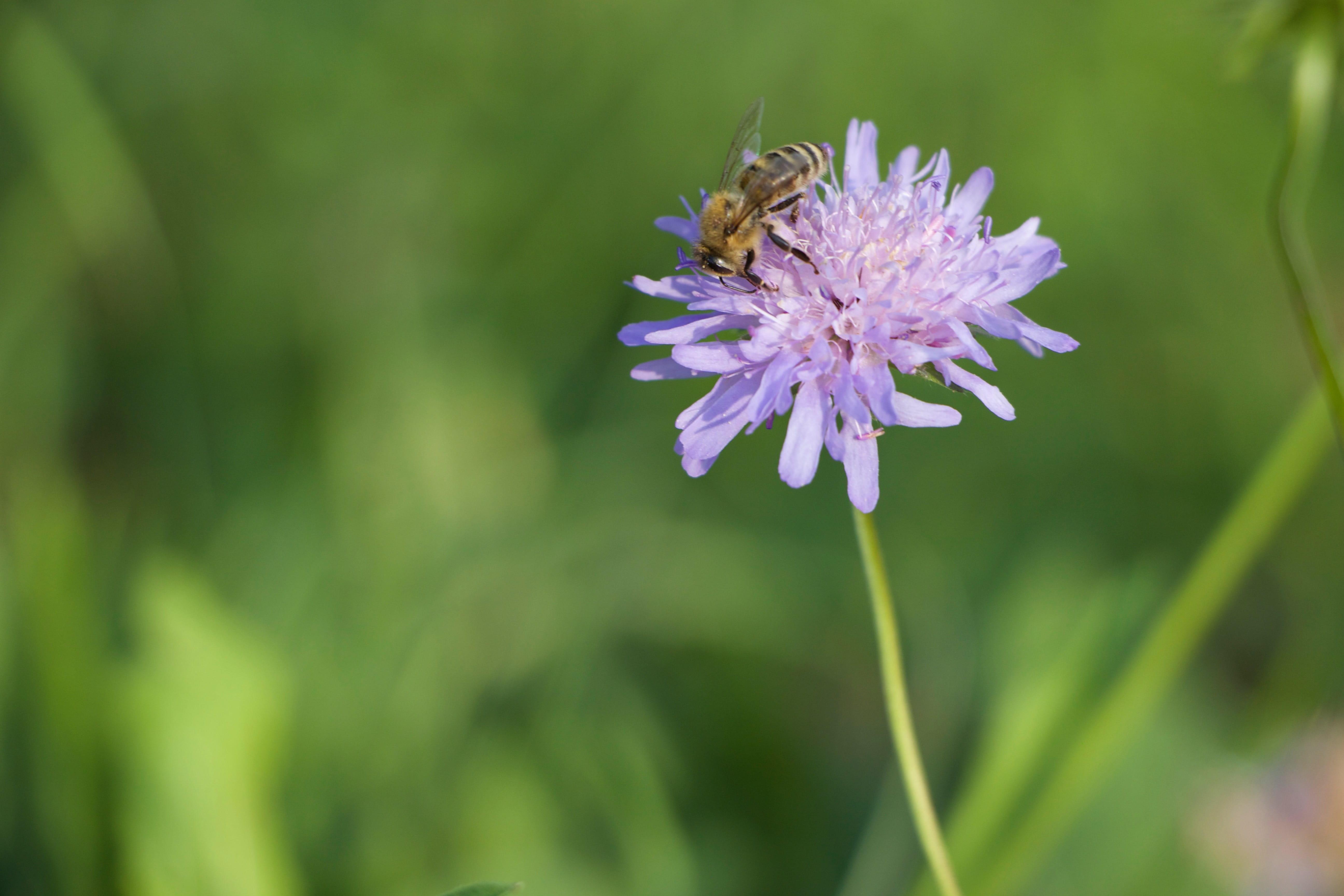 honey, animal, summer, freshness, flowering plant, one animal, insect, pollination, 5K, beauty in nature, apis, growth, rose, garden, bees, animals in the wild, HD Wallpaper