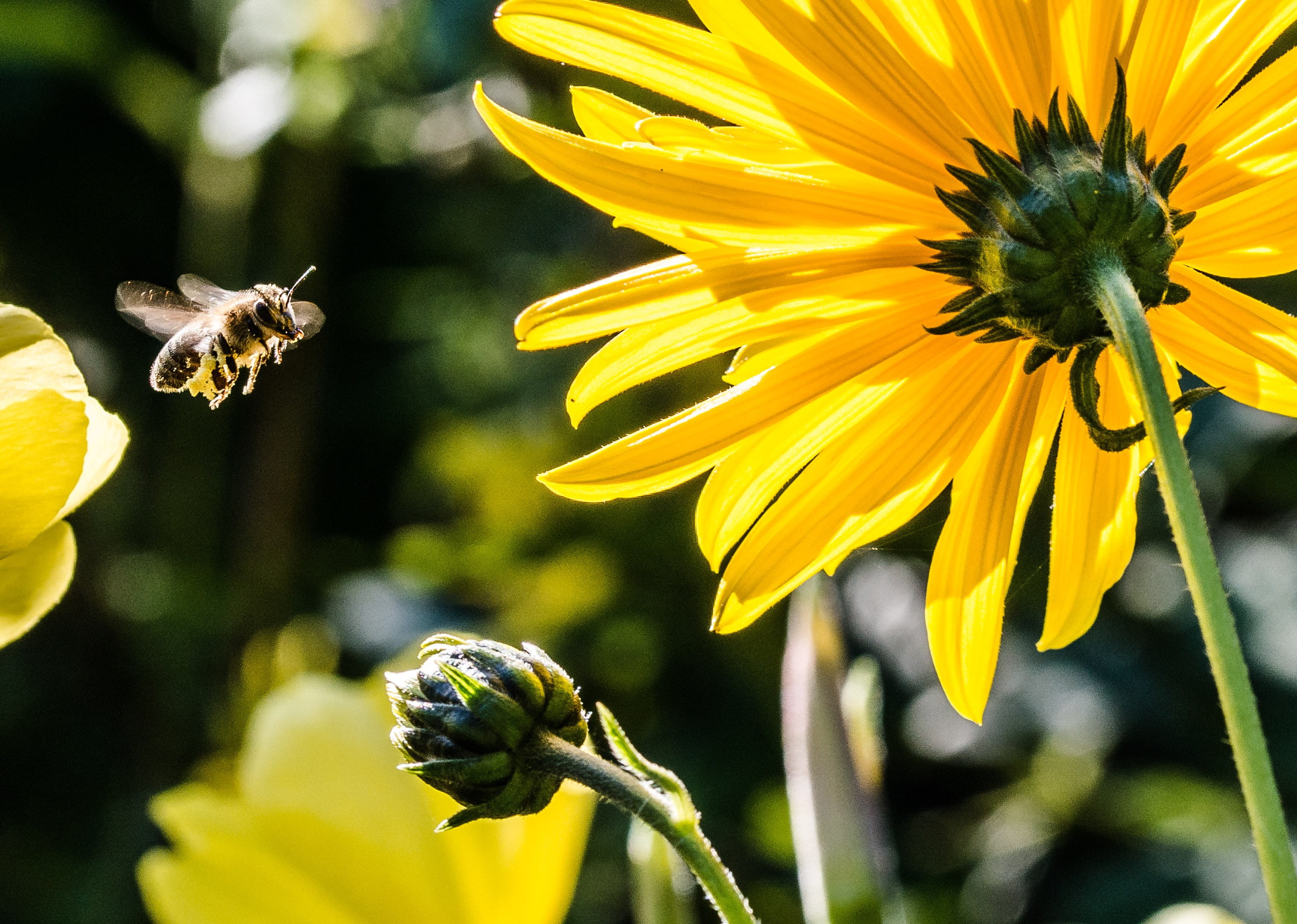 flower, animal themes, bee in the approach, hovering, petal, springtime, flowering plant, plant, yellow, petaled, freshness, close-up, 2K, flower head, HD Wallpaper