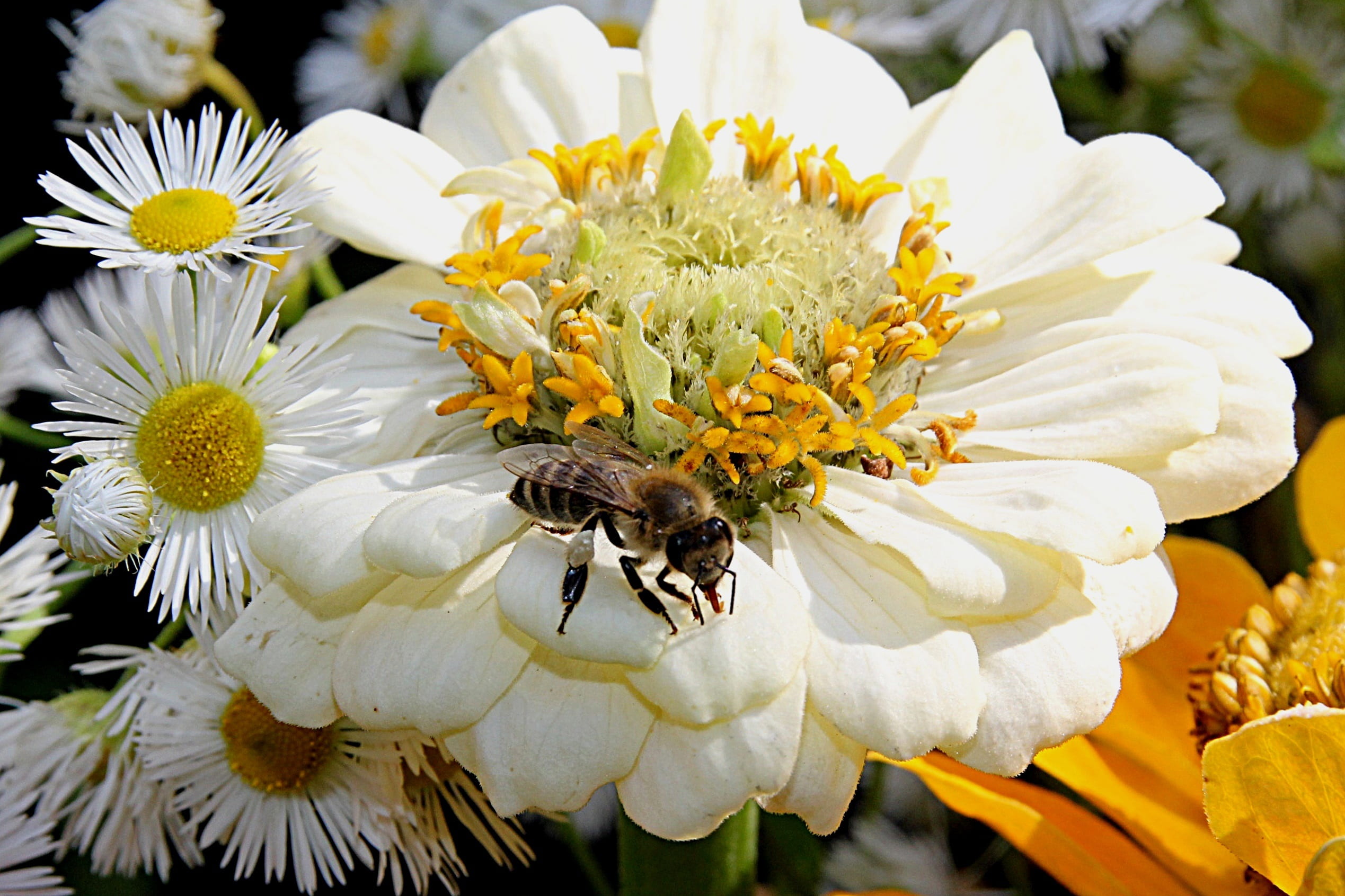 pollination, fragility, white color, animal wildlife, nature, no people, honey bee, flower head, plant, vulnerability, 1080P, flowering plant, apis, growth, HD Wallpaper