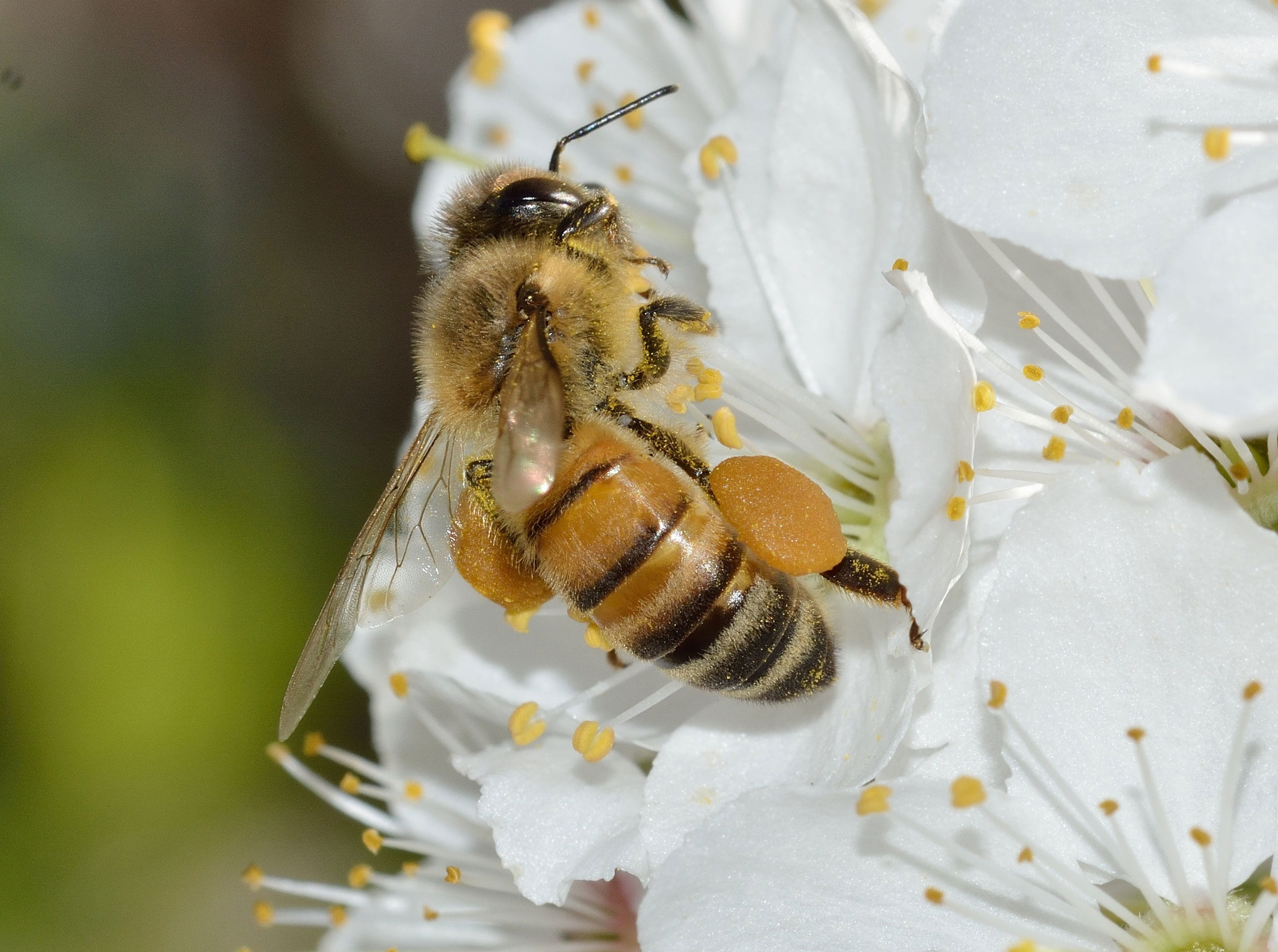 petal, animal themes, animals in the wild, invertebrate, one animal, vulnerability, bumblebee, insects, flower head, beauty in nature, bee, close-up, animal wildlife, HD Wallpaper