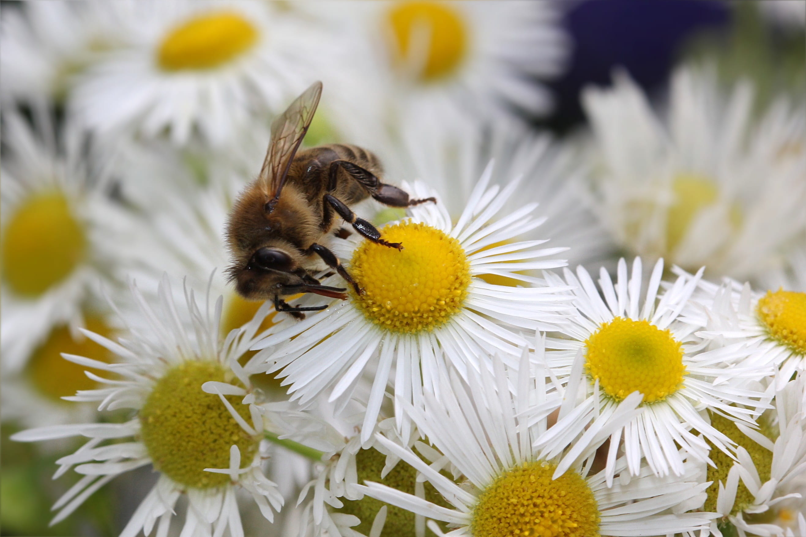 pollen, invertebrate, garden, vulnerability, animal, no people, bee, one animal, freshness, beauty in nature, nature, pollination, 2K, bumblebee, flowering plant, HD Wallpaper
