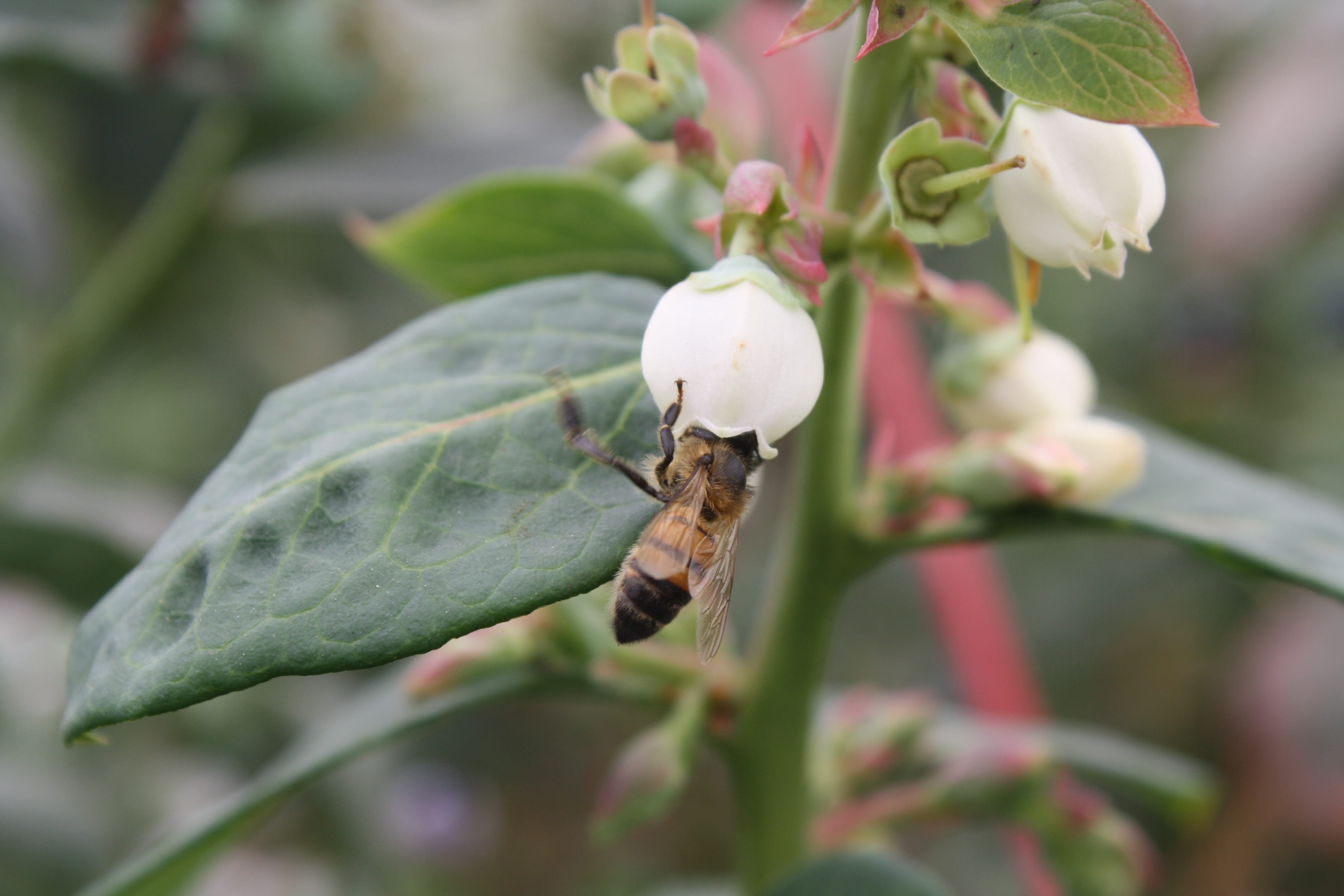 no people, focus on foreground, plant part, leaf, animal themes, insect, pollination, animal wildlife, flower, flower head, animals in the wild, plant, HD Wallpaper