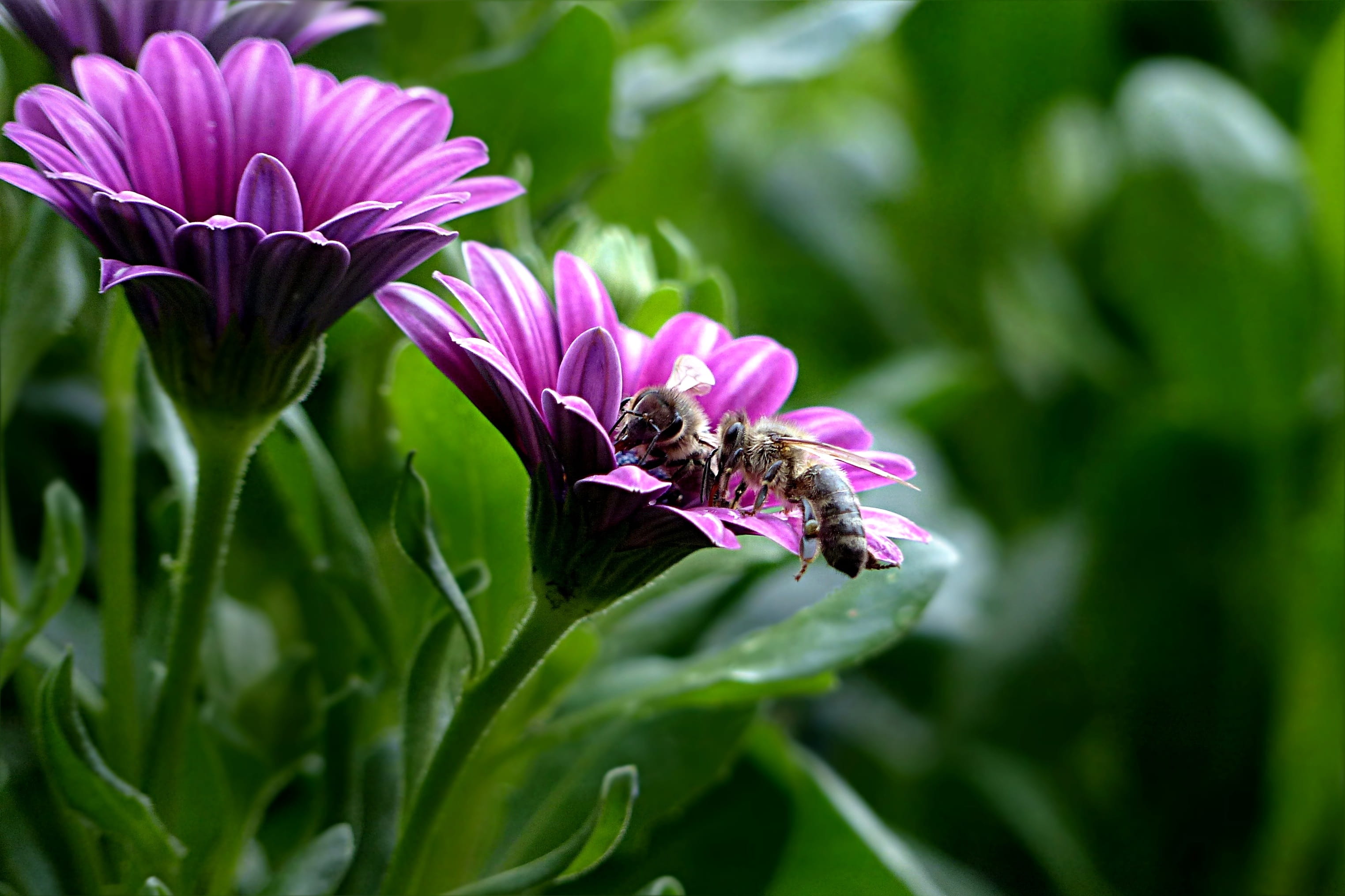 honey bee, osteospermum ecklonis, purple, photography, focus, freshness, Flower, pink color, beauty in nature, petal, 2K, flowering plant, no people, outdoors, HD Wallpaper