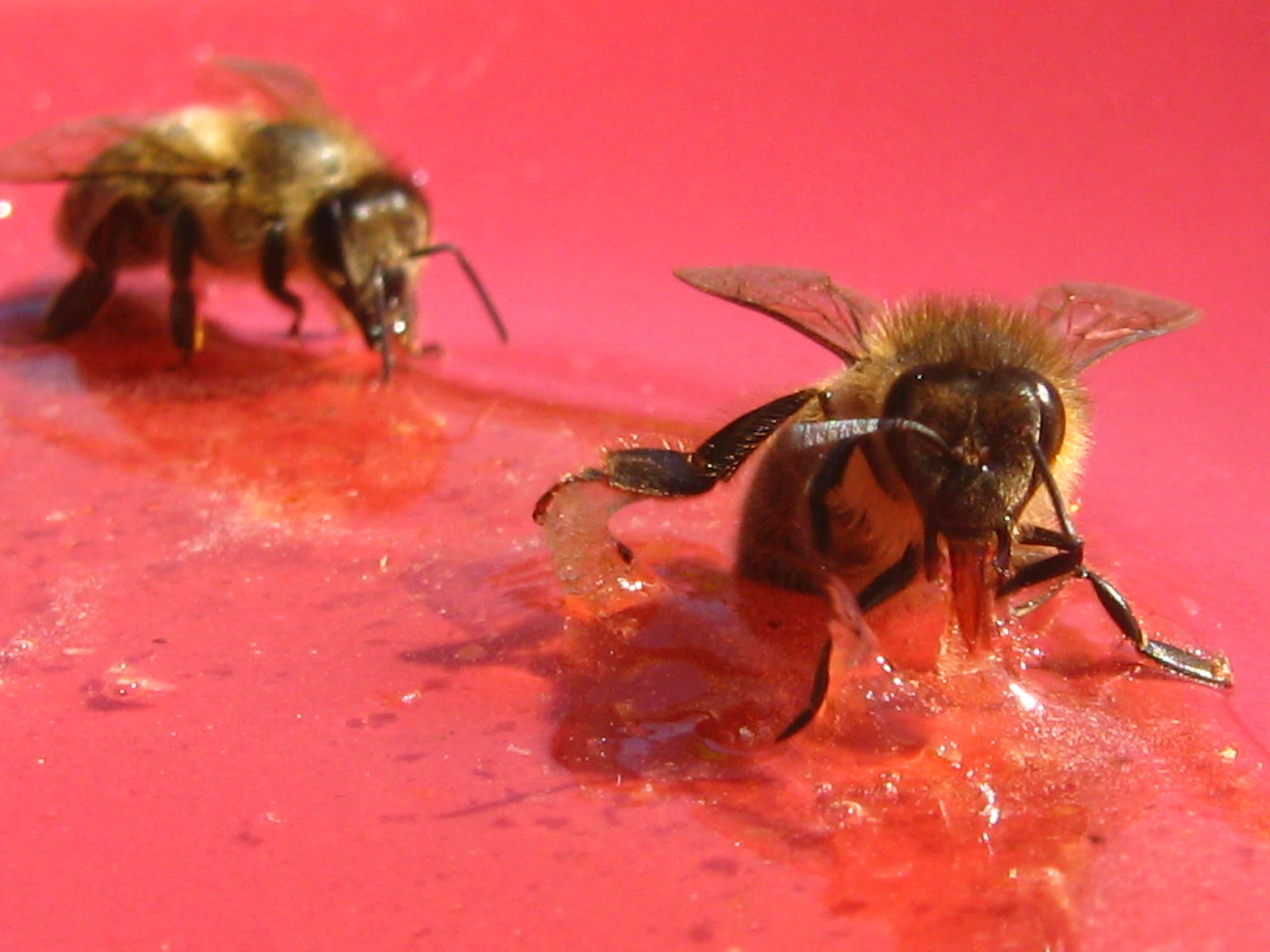 insect, red, animal themes, animal, 2K, animals in the wild, beauty in nature, bee, pollinator, indoors, insects, animal wildlife, one animal, animal wing, HD Wallpaper