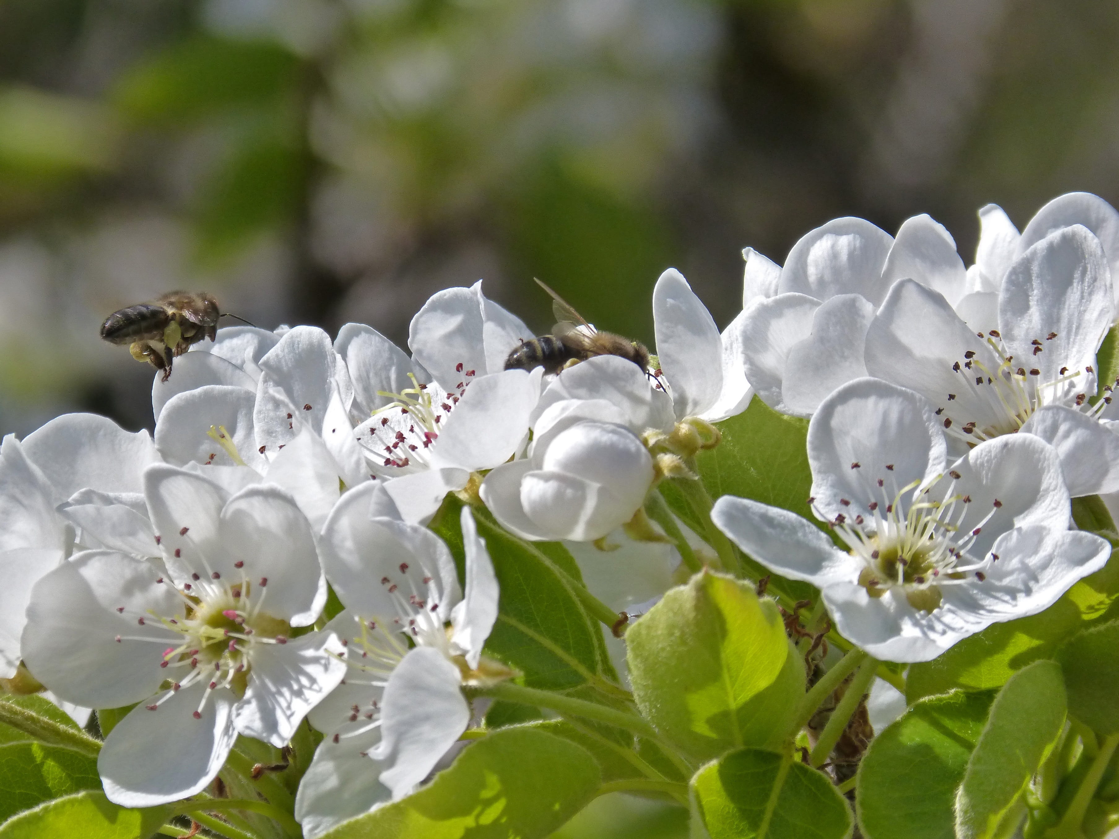branch, botany, cherry blossom, green Color, flower head, Fruit, growth, macro, flowering plant, 2K, blossom, outdoors, focus on foreground, petal, inflorescence, HD Wallpaper