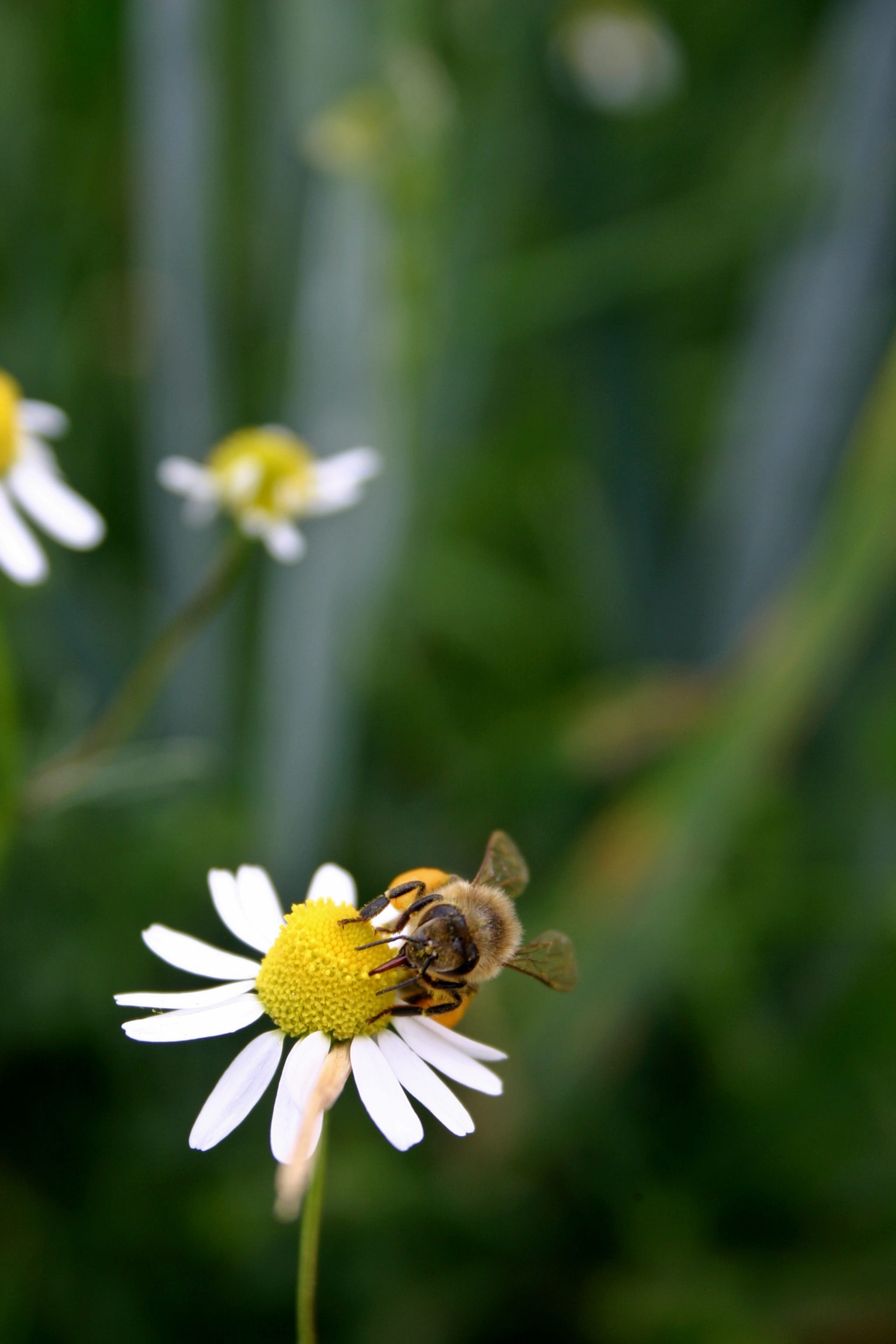 animal wildlife, freshness, growth, inflorescence, animal themes, beauty in nature, animal, flower, pollination, collect, animals in the wild, summer, 2K, Phone HD Wallpaper