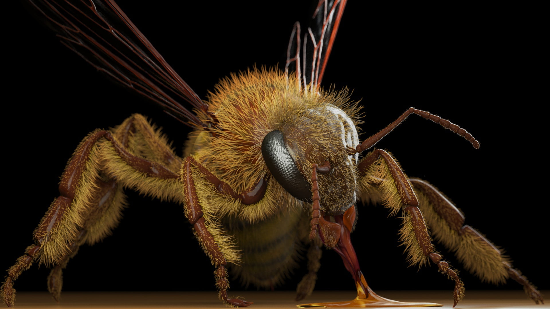 1080P, OSA, Apis mellifera (honey bee), art, Eric Keller, HD Wallpaper