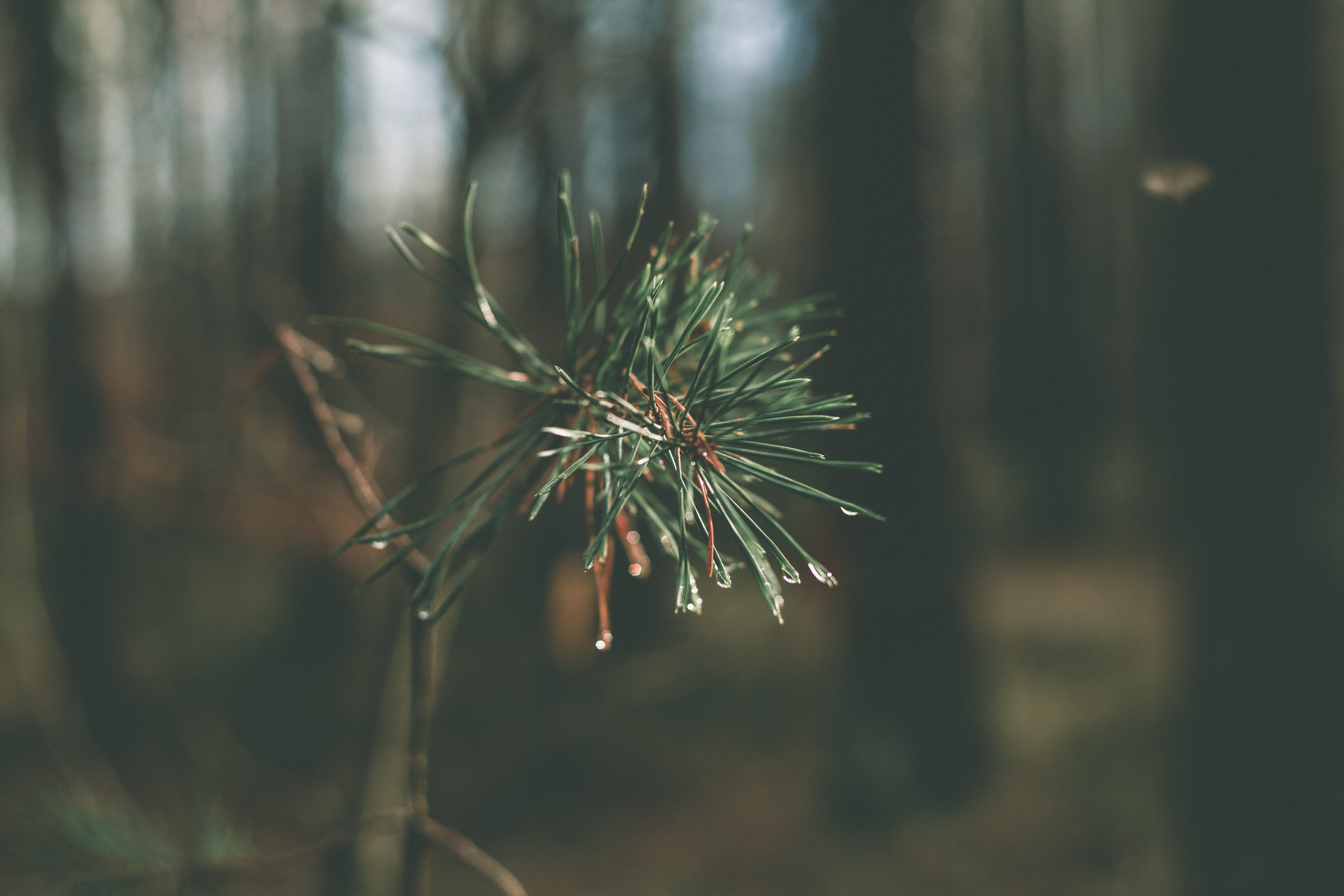 forest, tranquility, selective focus, land, plant, spiky, woodpile, resource, wilted plant, wall, no people, coniferous tree, tool, unstock, growth, freshness, HD Wallpaper