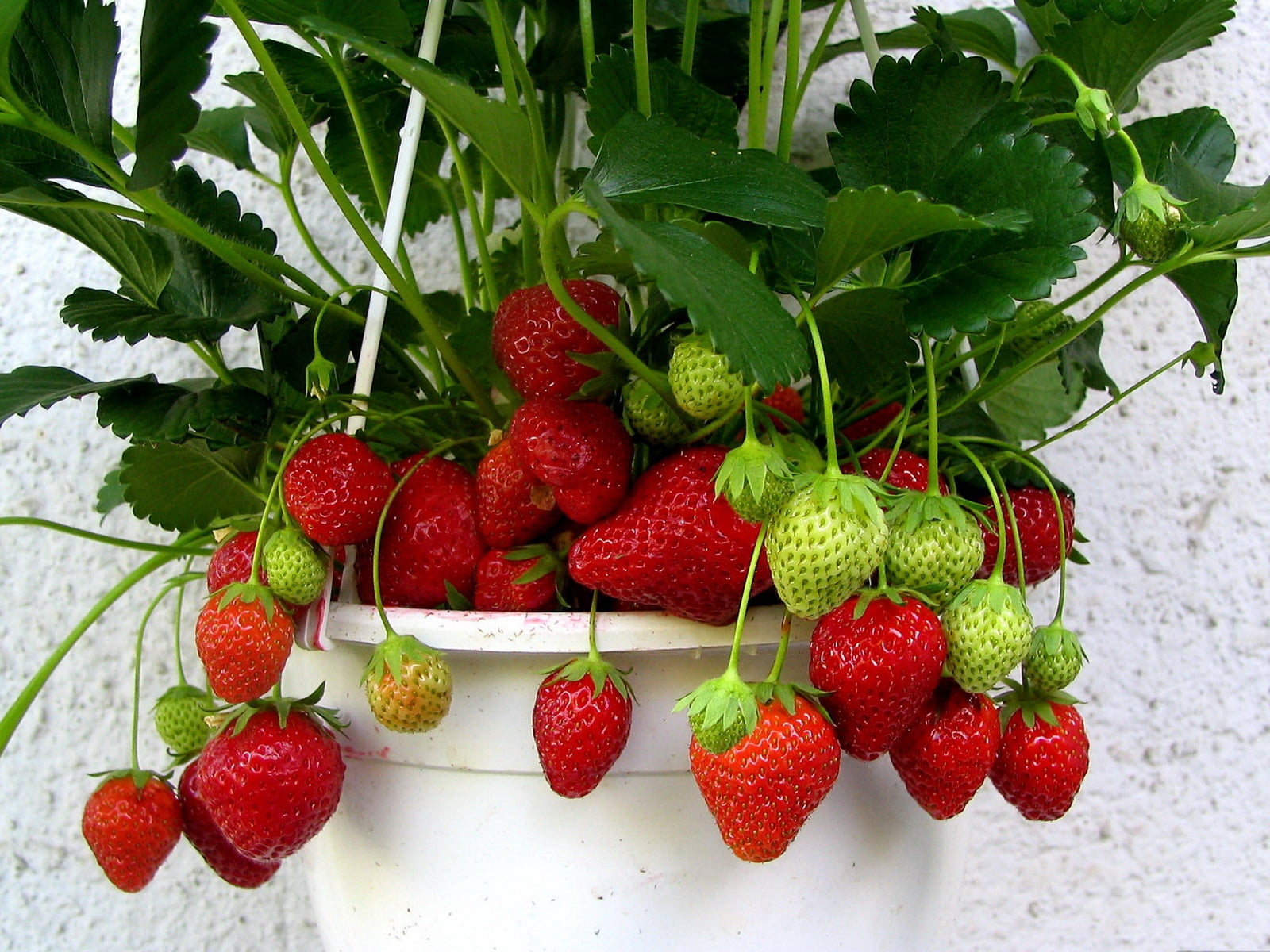 food, strawberry, wellbeing, pot, dessert, ripe, strawberries, food and drink, table, refreshment, organic, agriculture, freshness, 720P, green, vitamin, HD Wallpaper