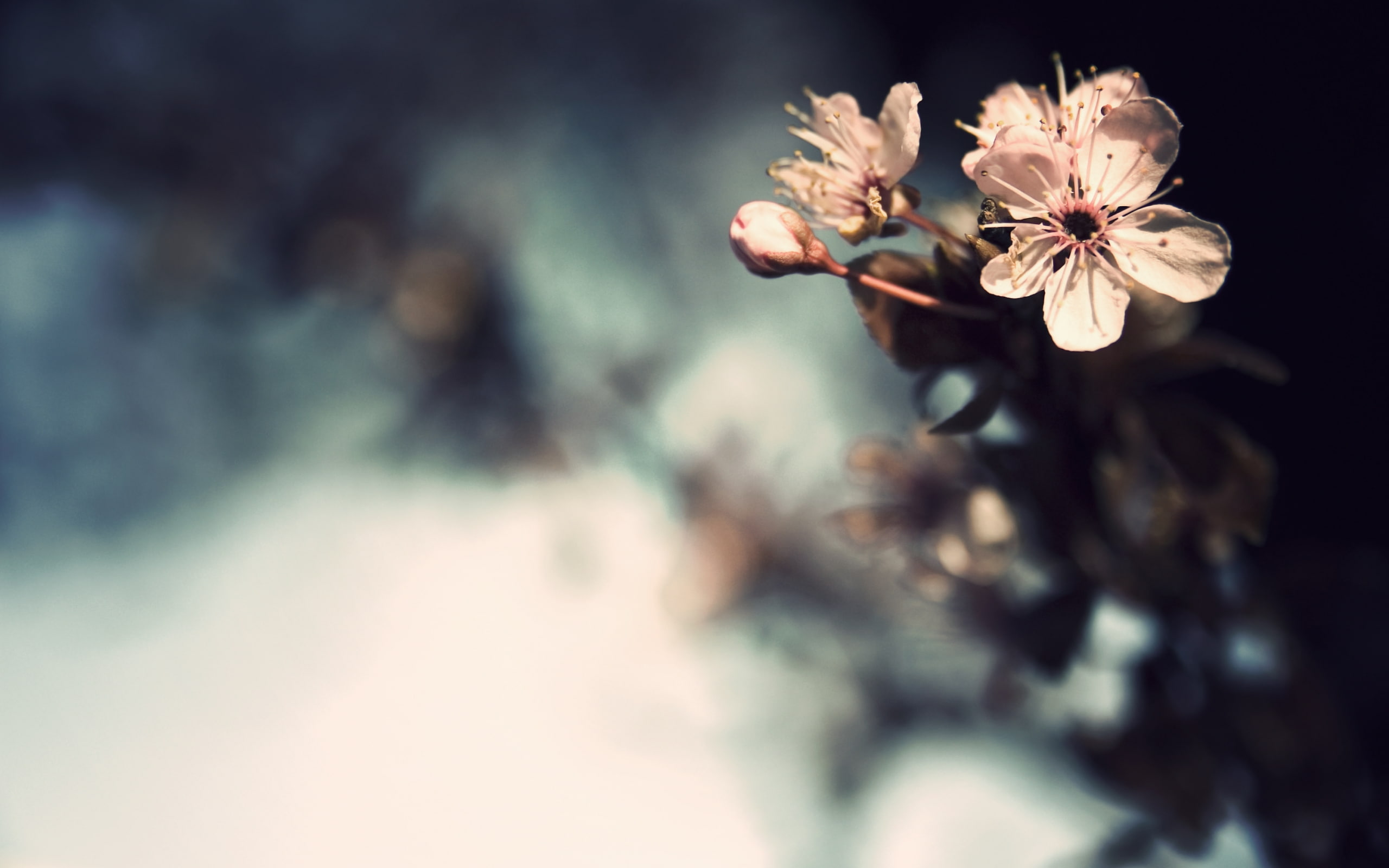 plants, tilt shift, nature, macro, blossoms, blurred background, blurred, flowers, 2K, bokeh, HD Wallpaper