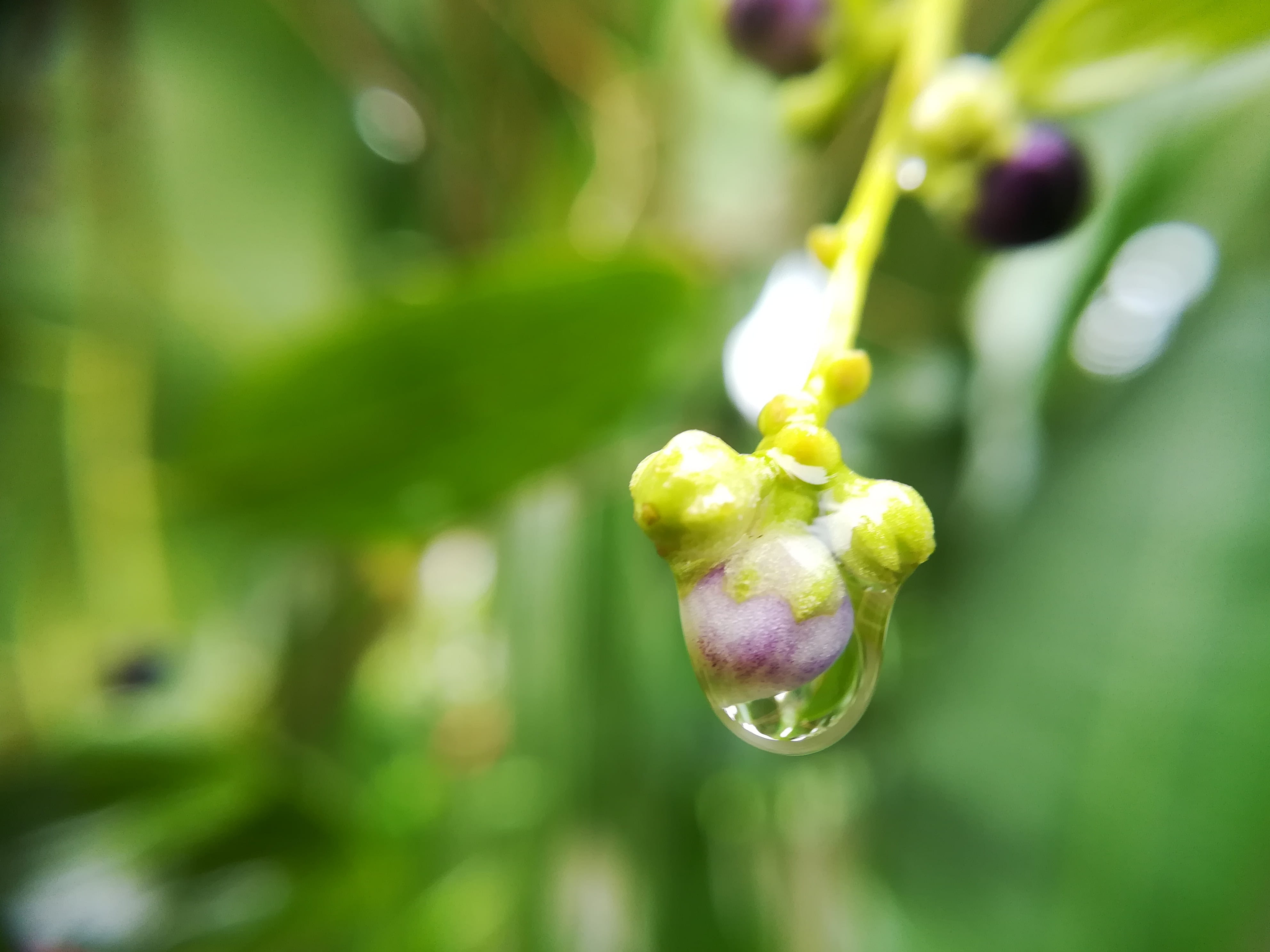 flowers, flower, flowering plant, outdoors, green, fragility, new life, close-up, 4K, plant, freshness, focus on foreground, green color, bud, plant stem, HD Wallpaper