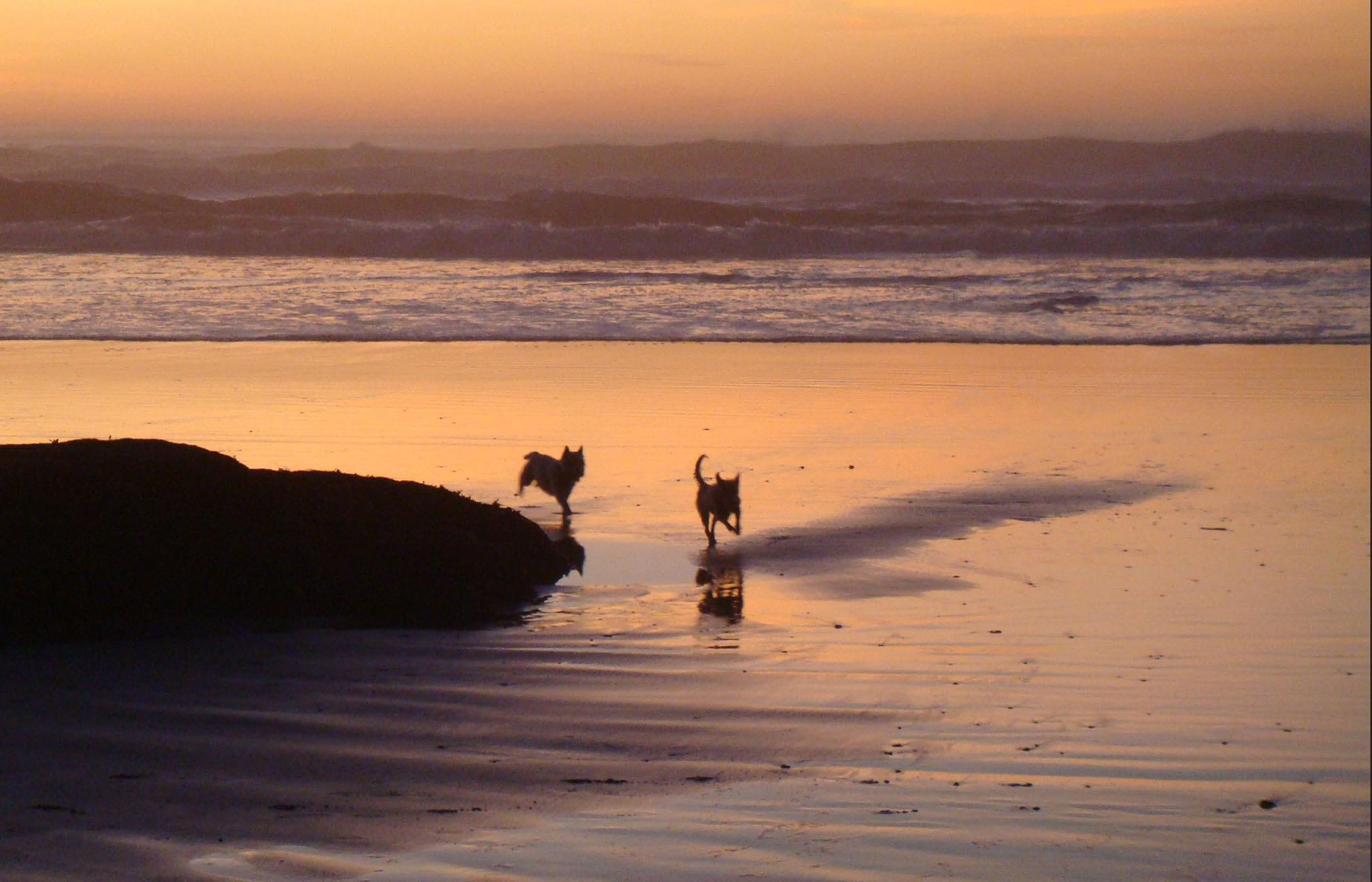 dom, ocean, waves, 1080P, frolic, nature and landscapes, sunset, beach, evening, dogs, HD Wallpaper