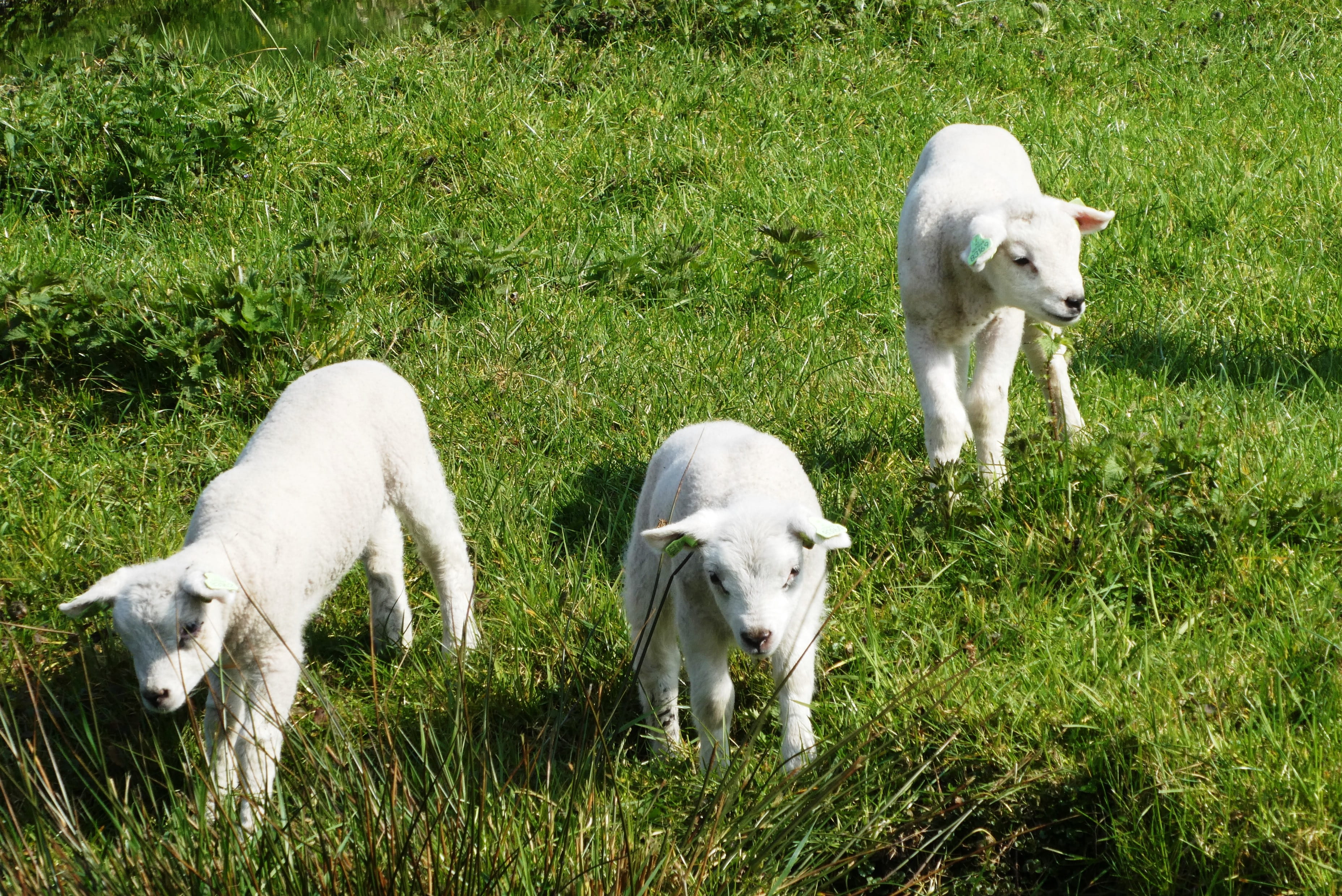 grass, growth, mammals, mammal, animal themes, lamb, lambs, young, domestic, cattle, farm animal, spring, 2K, frolic, green, sheep, day, netherlands, green color, HD Wallpaper