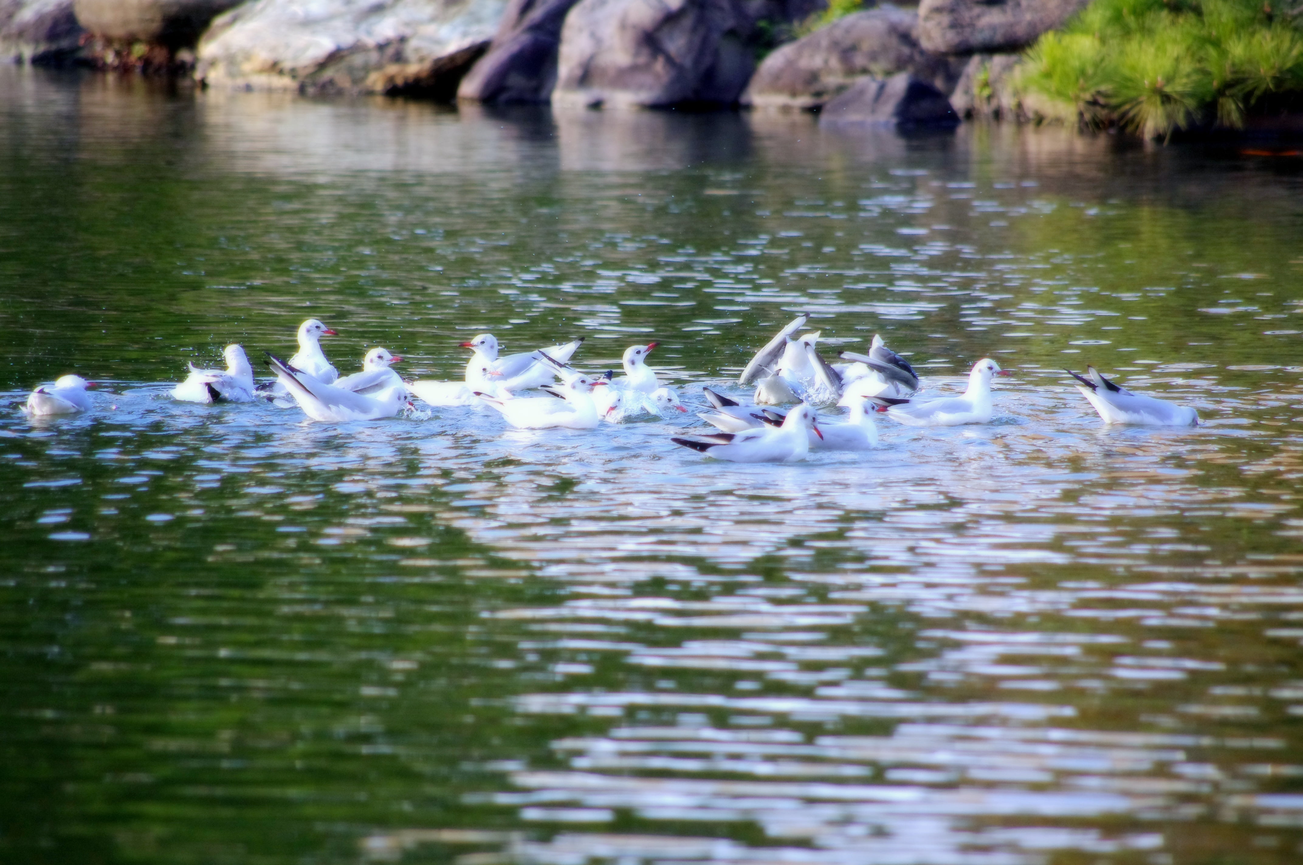 animal wildlife, water, group of animals, animals in the wild, flock of birds, light, nature, selective focus, amusement park, floating on water, beautiful, HD Wallpaper