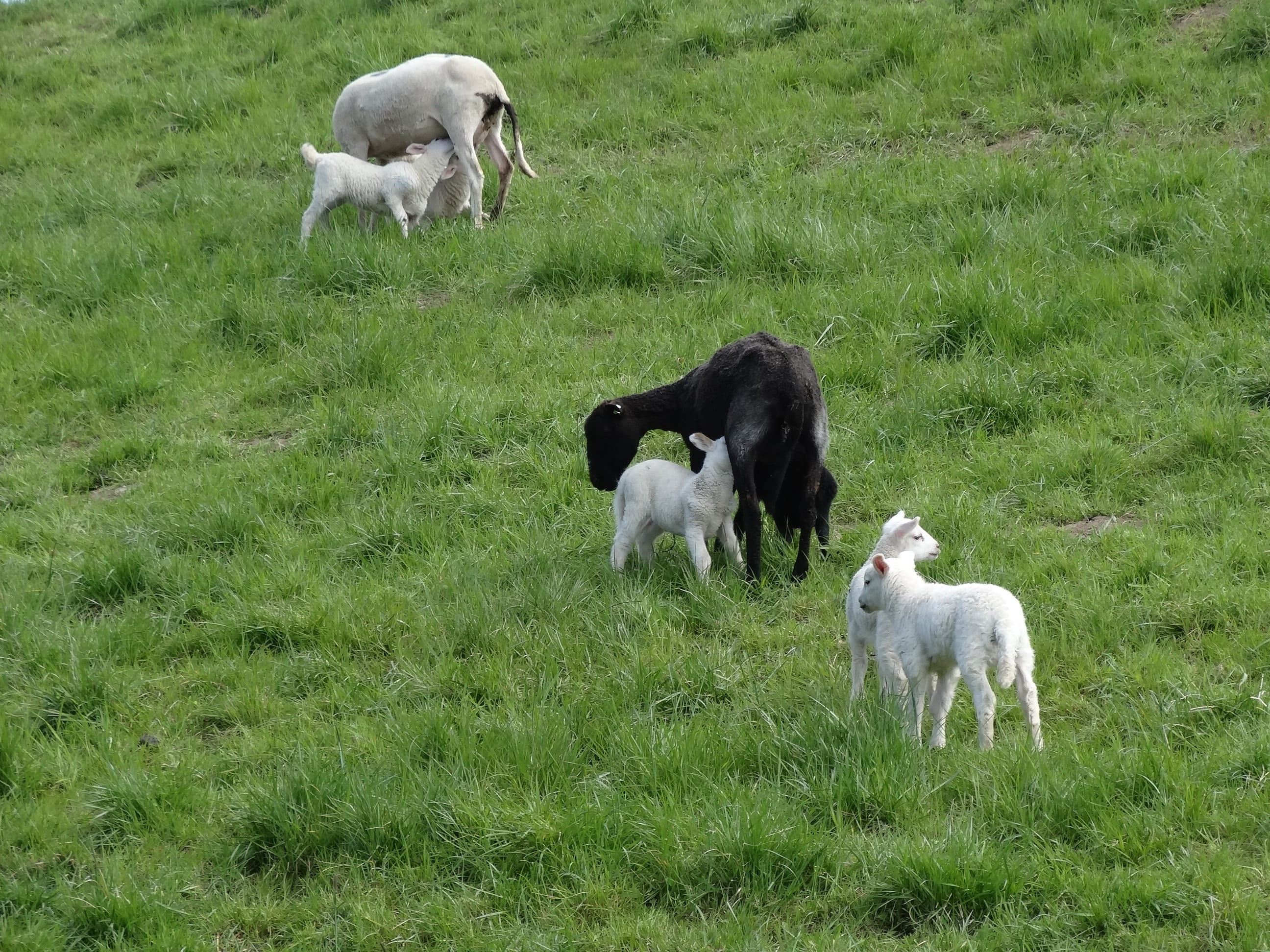frolic, nature, netherlands, group of animals, young animal, mammal, outdoor life, no people, green color, pasture, herbivorous, farm, landscape, lamb, HD Wallpaper