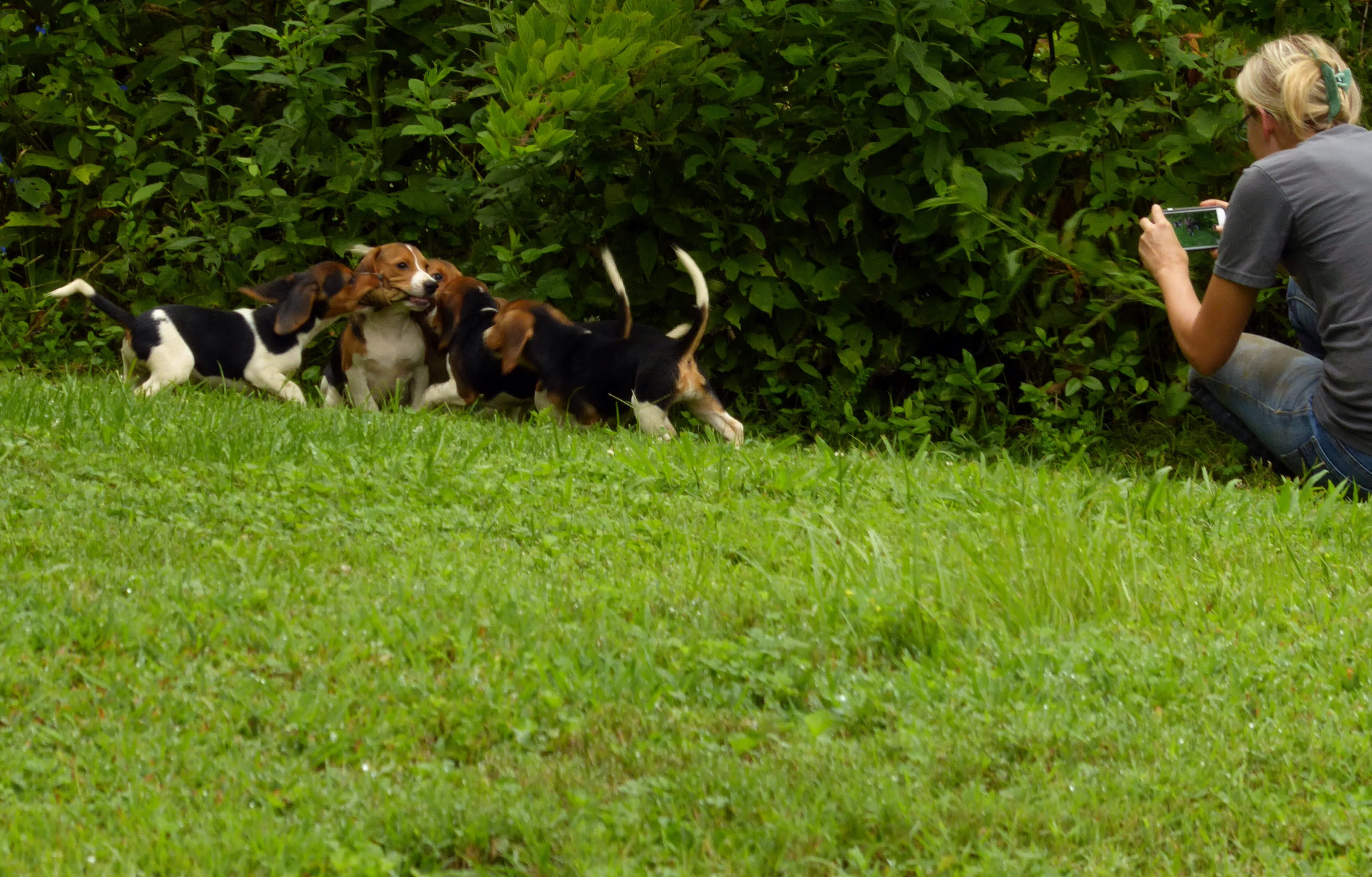 green, photos, mammal, field, group of animals, puppies, summer, relaxation, frolic, cellphone, pets, energy, casual clothing, men, land, adult, domestic animals, HD Wallpaper