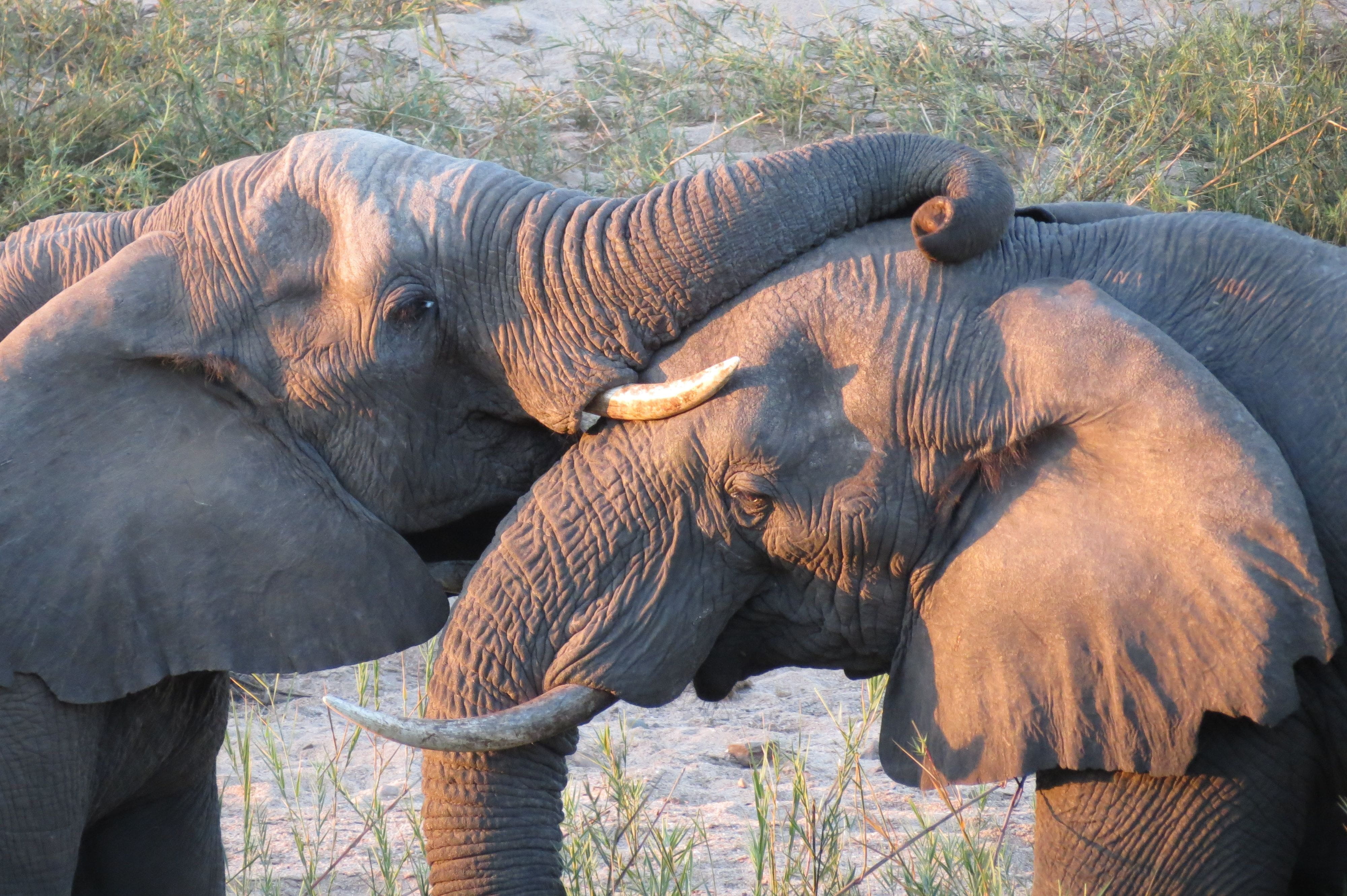 animal, animal wildlife, two animals, animal themes, herbivorous, animal family, sunlight, frolic, elephant, sunset, nature, animals in the wild, elephants, HD Wallpaper