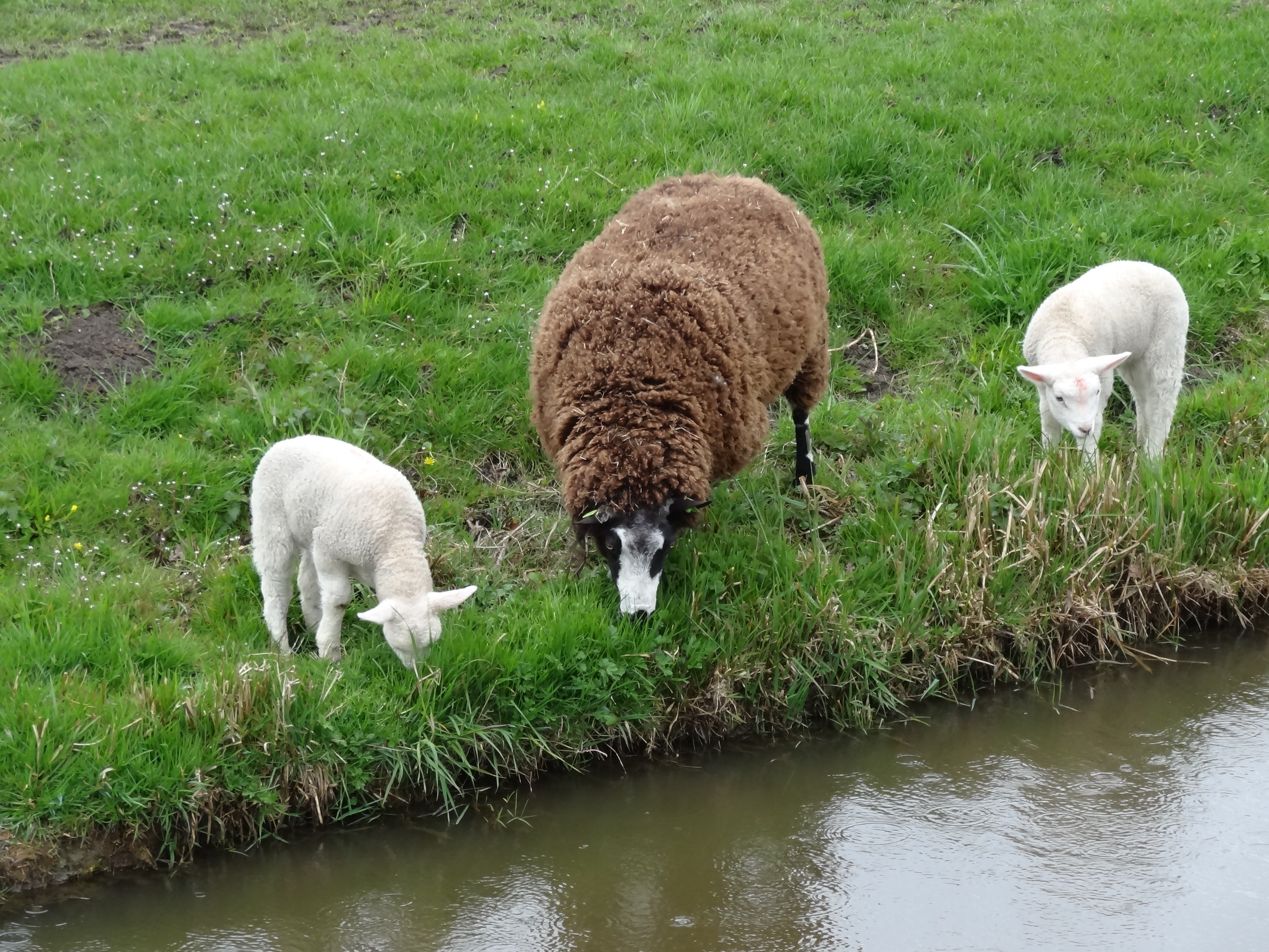 jump, nature, spring, domestic animals, animal, land, cattle, animal themes, mammal, netherlands, sheep, frolic, no people, water, lambs, pets, grazing, HD Wallpaper