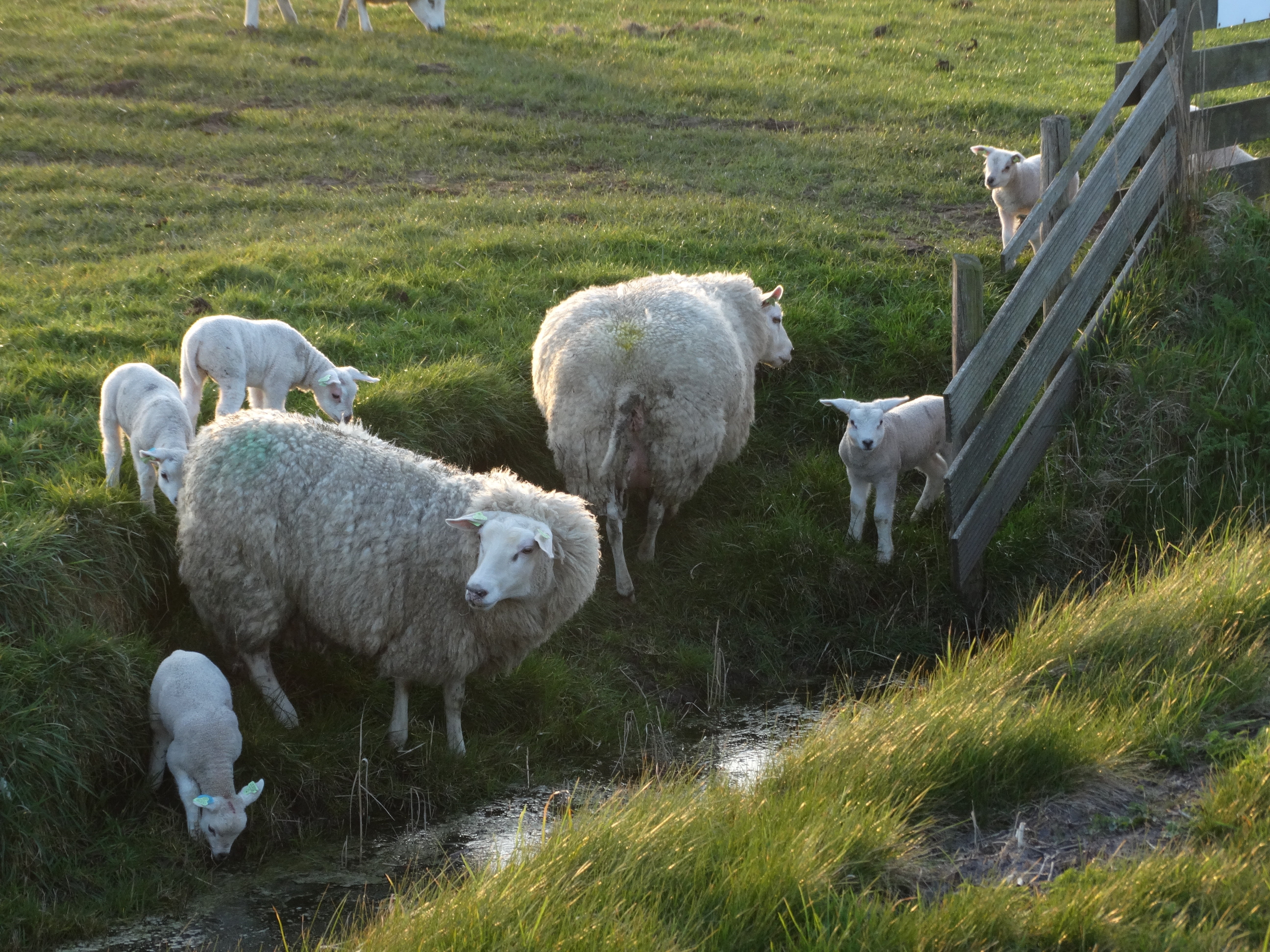 5K, nature, group of animals, mammals, browser, animals, mammal, vertebrate, young, herbivorous, grass, lambs, domestic animals, spring, no people, outdoors, HD Wallpaper