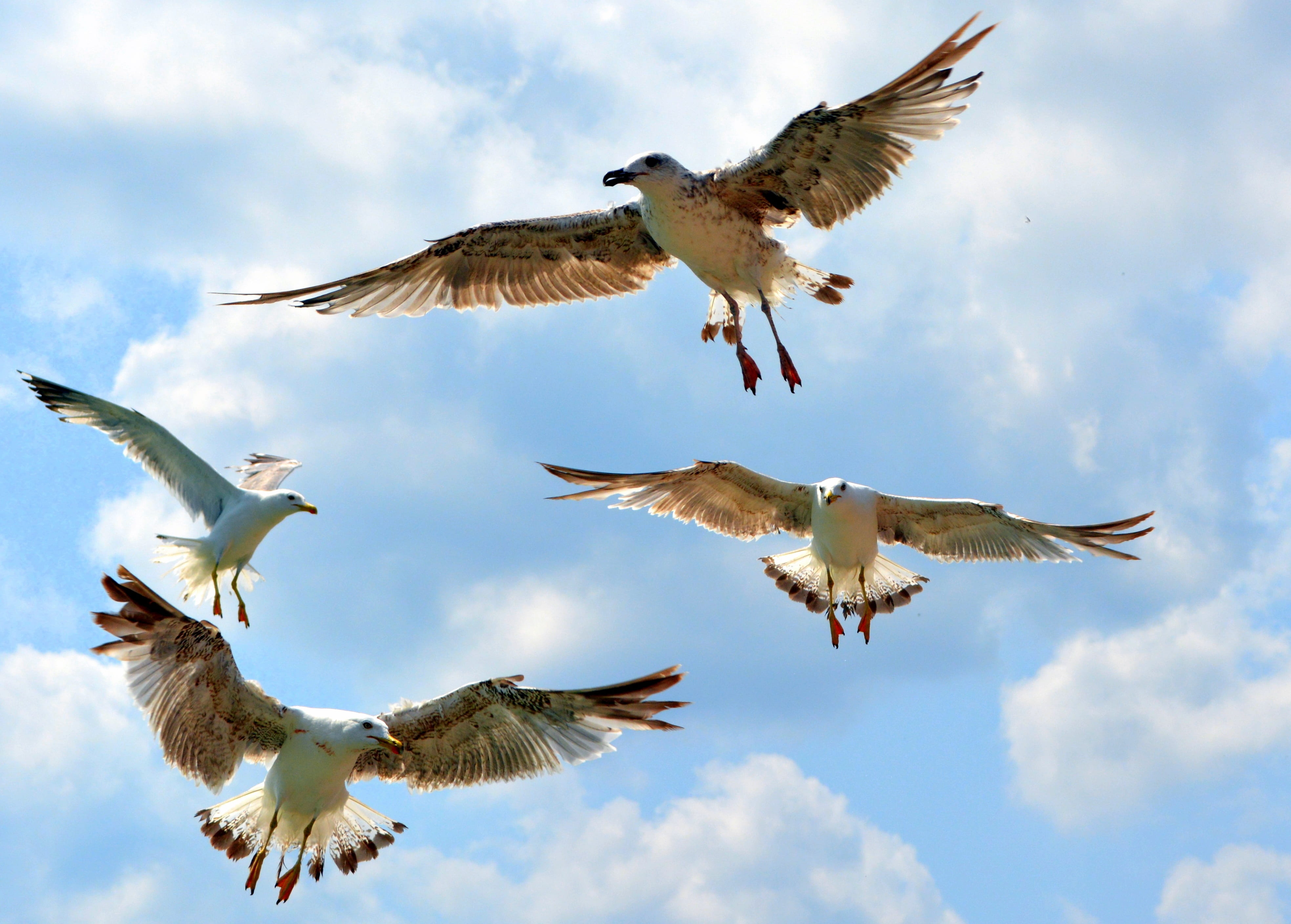 nature, no people, flying, cloud - sky, daytime, animals in the wild, flapping, outdoors, blue, spread wings, animal themes, low angle view, bird, 4K, HD Wallpaper