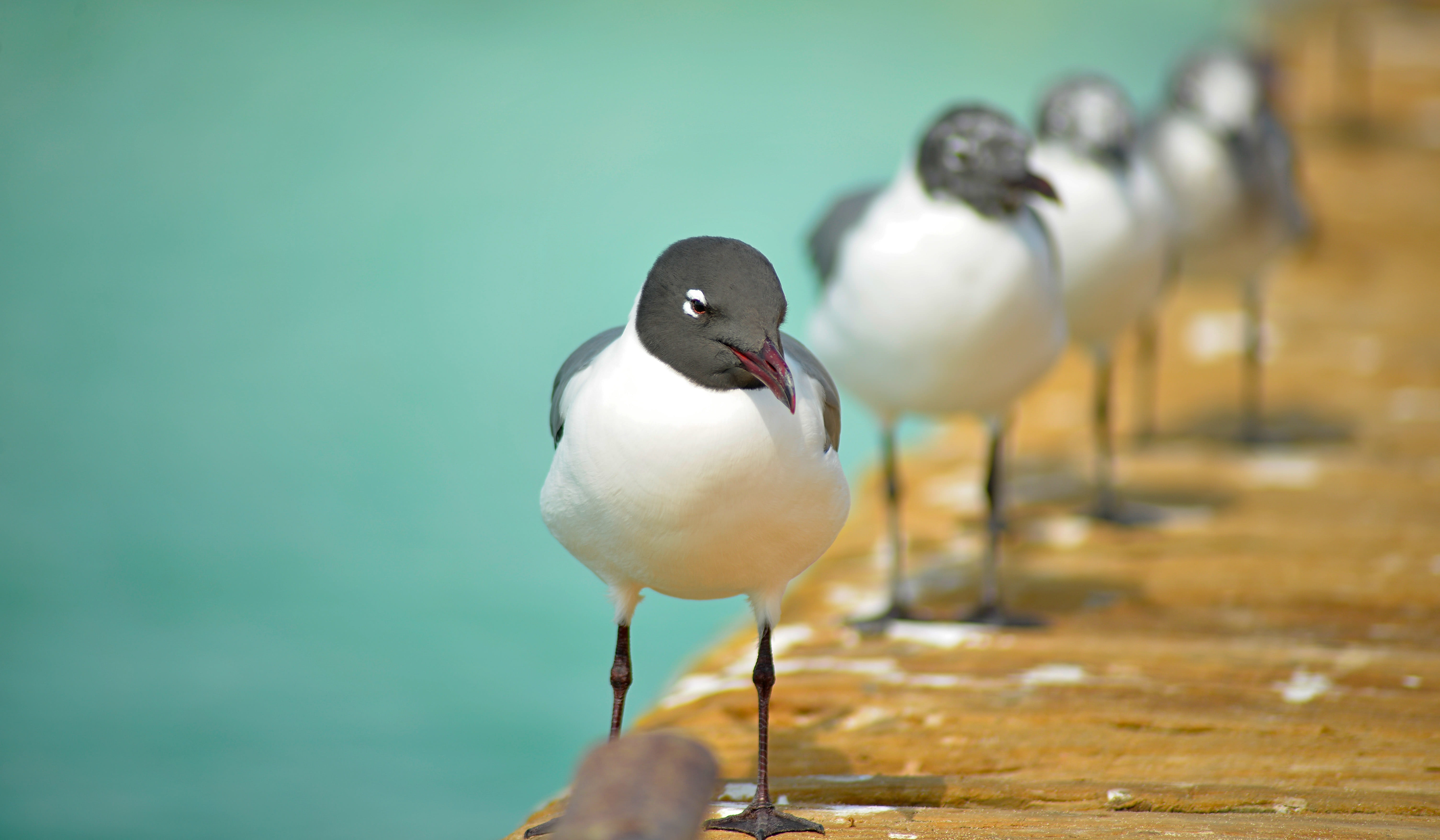 photography, day, focus on foreground, cancun, 5K, perching, crew, zoology, s, gulls, wood - material, explore, no people, animals in the wild, focus, HD Wallpaper