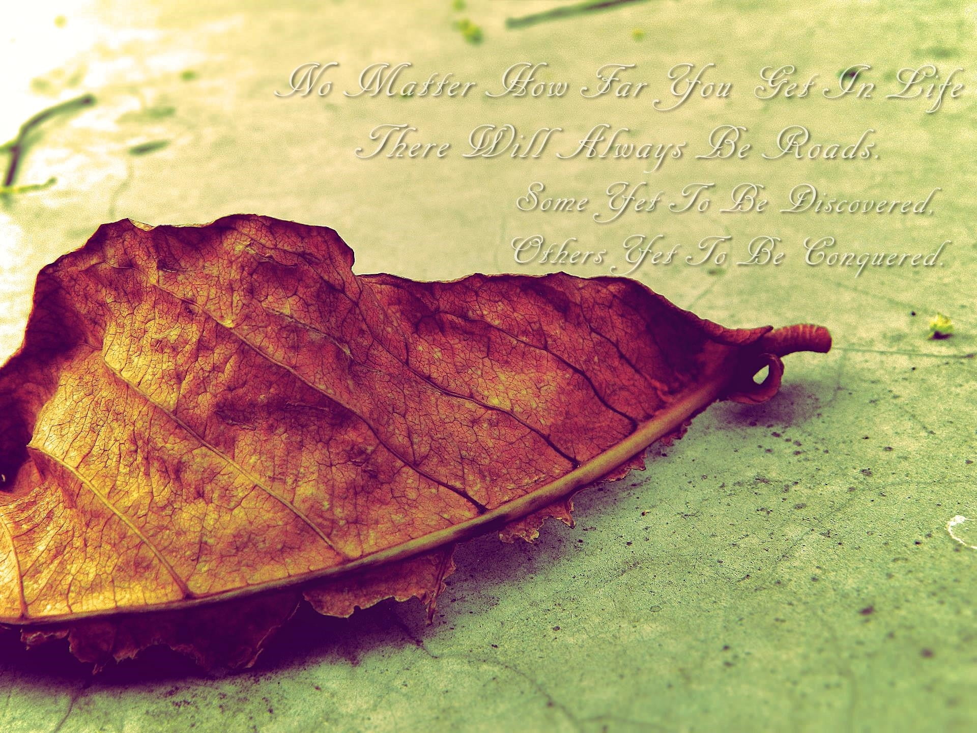 natural condition, sunset, fragility, high angle view, old, dry, communication, day, autumn, vulnerability, quote, nature, text, leaves, close-up, board, HD Wallpaper