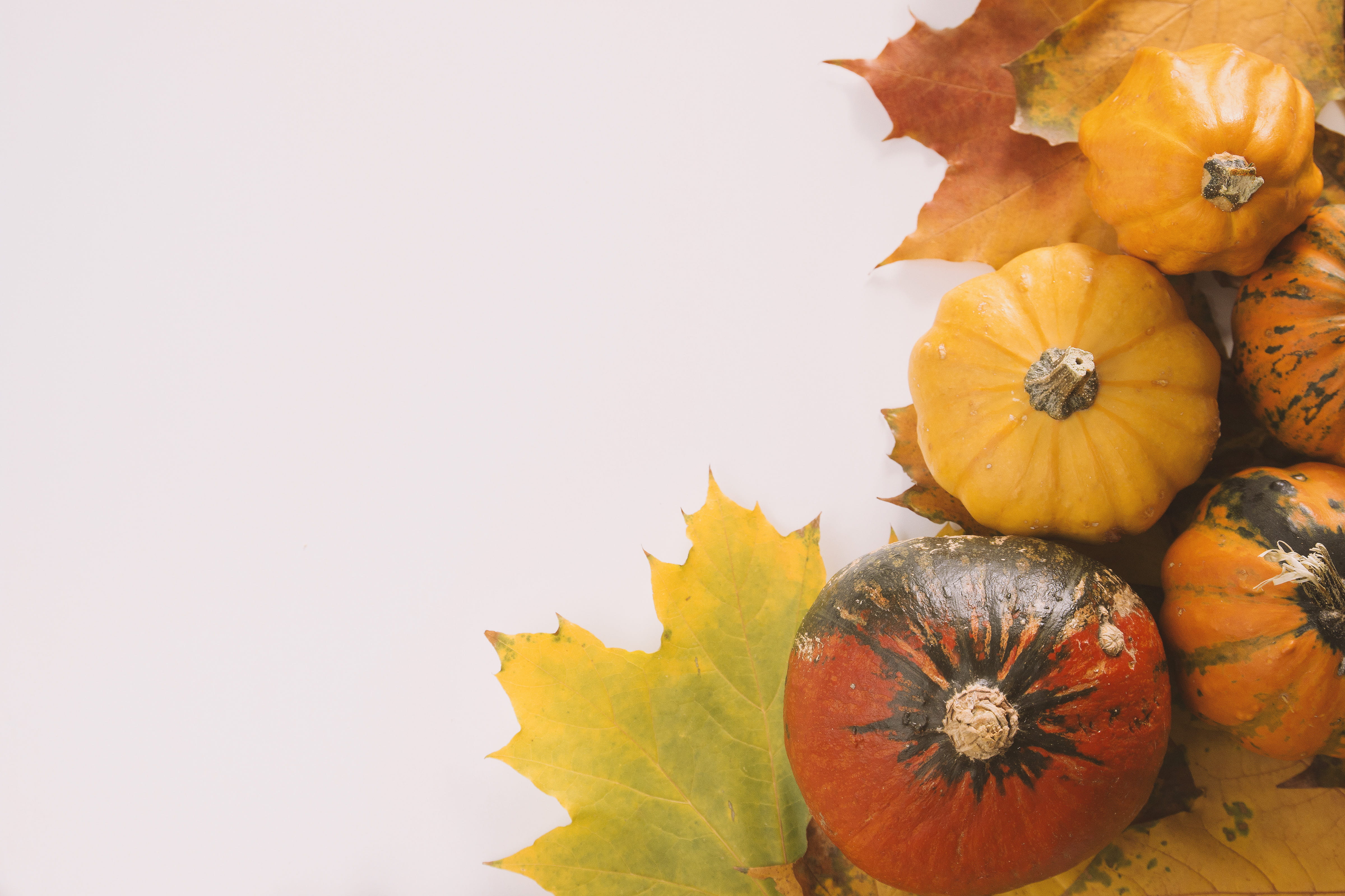 celebration, studio shot, fruit, nature, indoors, orange color, 4K, backgrounds, vegetable, copy space, pumpkin, halloween, background, wellbeing, autumn, HD Wallpaper