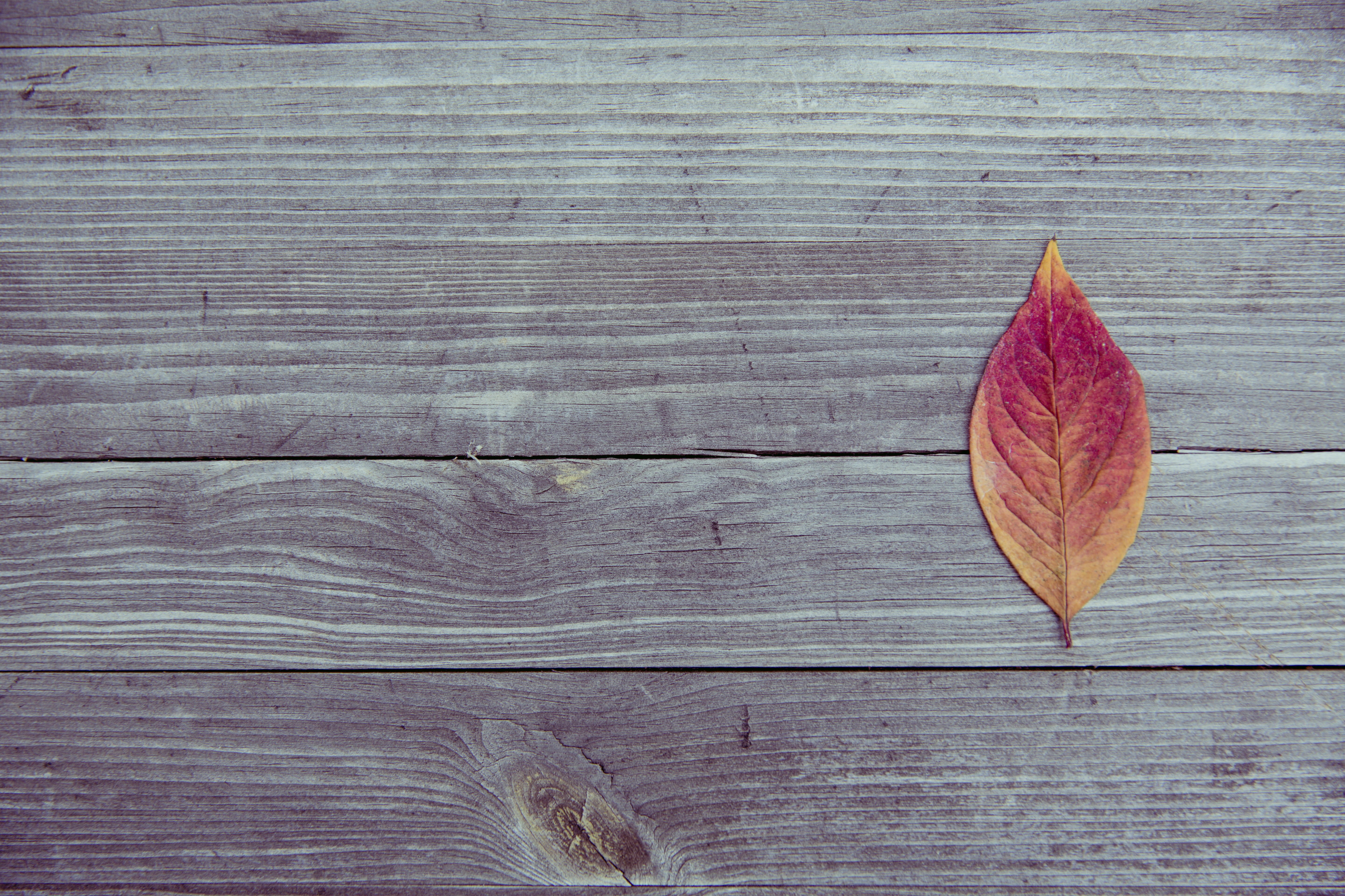 textured, wood grain, yellow, nature, backgrounds, leaf, texture, change, still life, 5K, natural pattern, leaves, season, single object, outdoors, directly above, HD Wallpaper