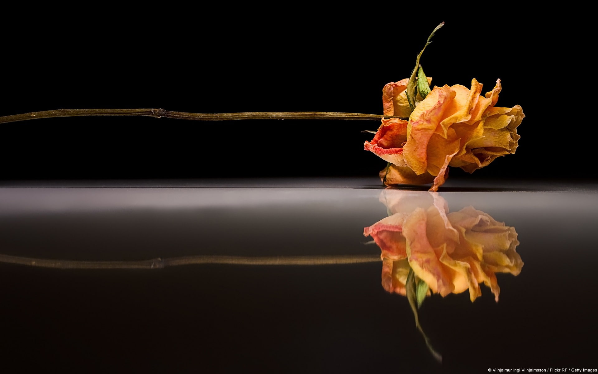 plant, copy space, petaled, nature, black background, change, flower, digital composite, indoors, flowering plant, 1080P, orange color, vulnerability, HD Wallpaper